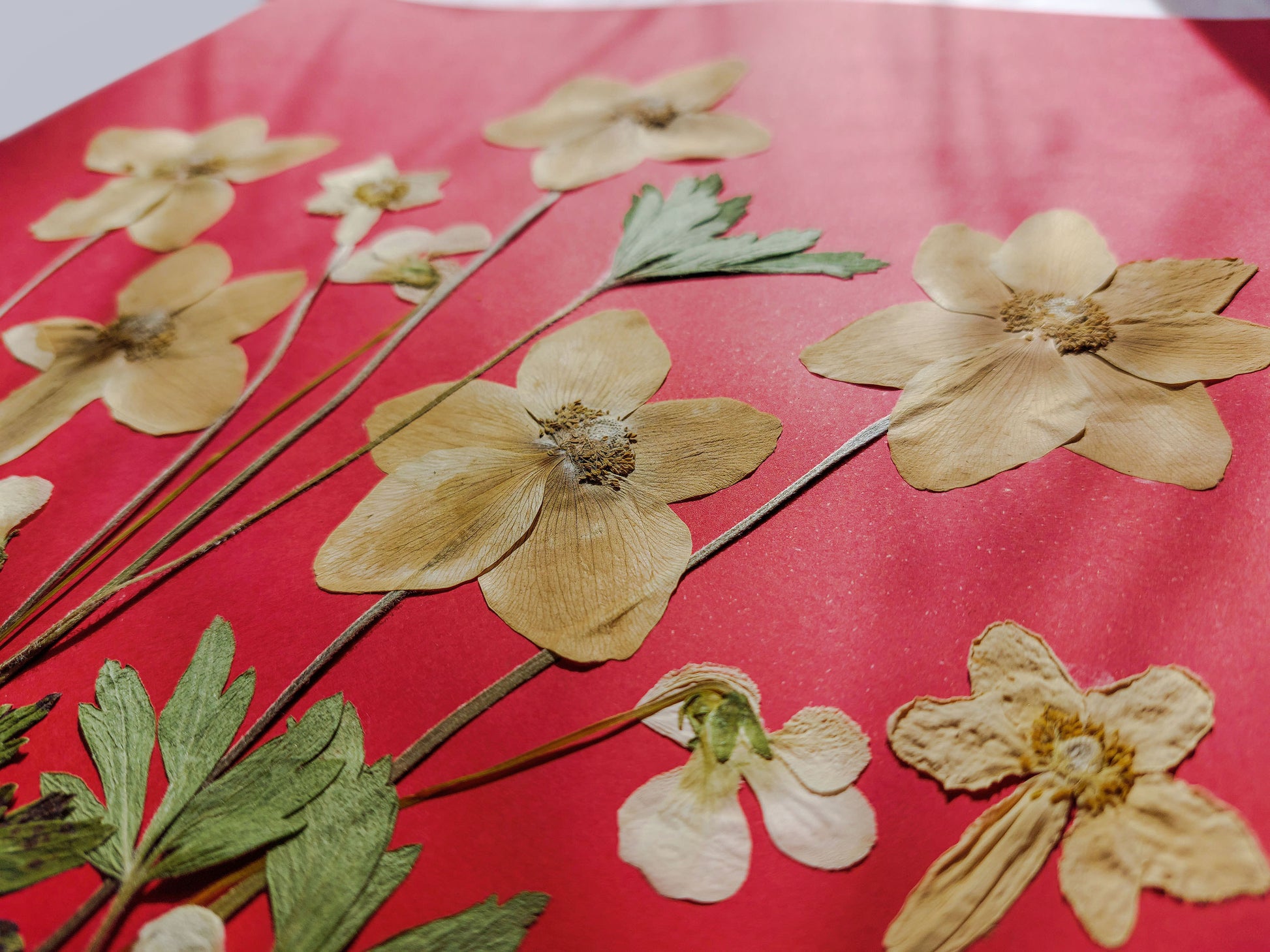 Red artwork with windflowers White violets and green dried plant for living room wall art Original pressed flower UNFRAMED botanical wall decor, living room, bedroom wall art, fjr nature lovers gift and houswarming gift, new home gift, handmade art
