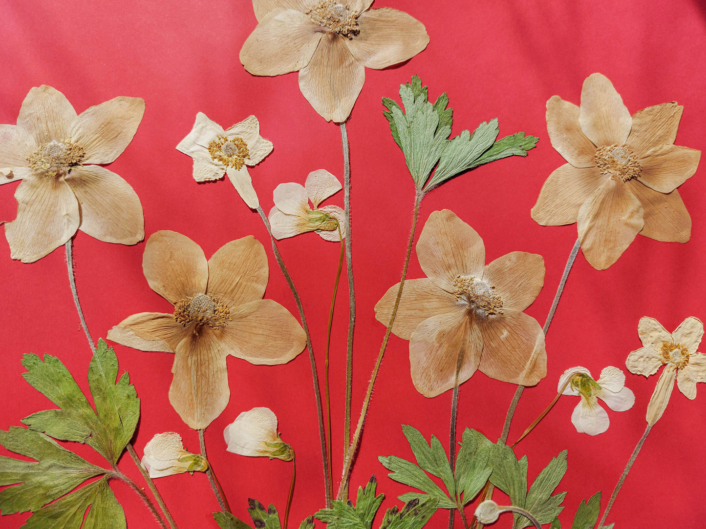 Red artwork with windflowers White violets and green dried plant for living room wall art Original pressed flower UNFRAMED botanical wall decor, living room, bedroom wall art, fjr nature lovers gift and houswarming gift, new home gift, handmade art