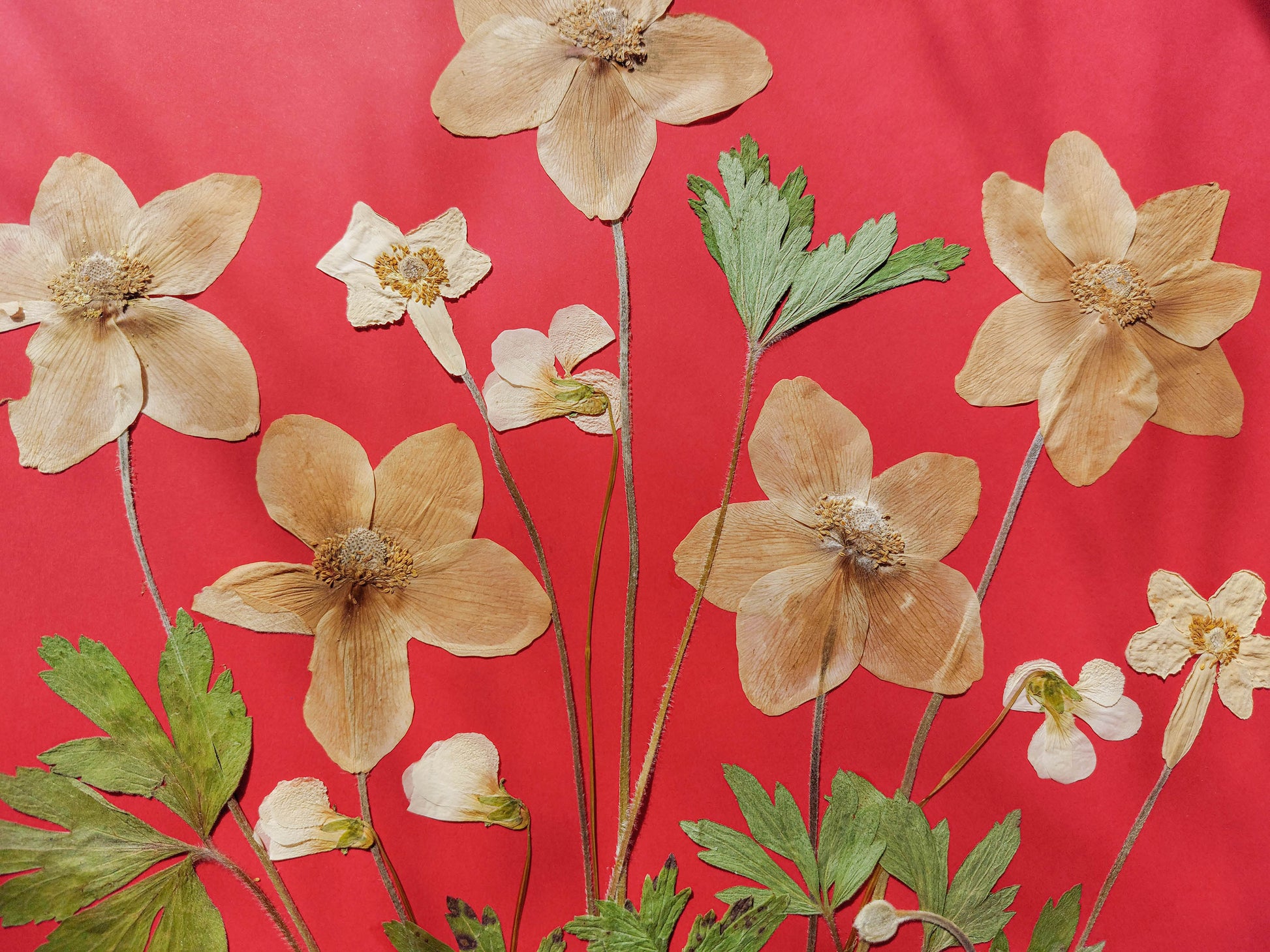 Red artwork with windflowers White violets and green dried plant for living room wall art Original pressed flower UNFRAMED botanical wall decor, living room, bedroom wall art, fjr nature lovers gift and houswarming gift, new home gift, handmade art