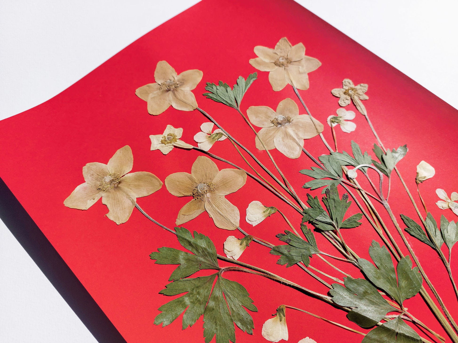Red artwork with windflowers White violets and green dried plant for living room wall art Original pressed flower UNFRAMED botanical wall decor, living room, bedroom wall art, fjr nature lovers gift and houswarming gift, new home gift, handmade art