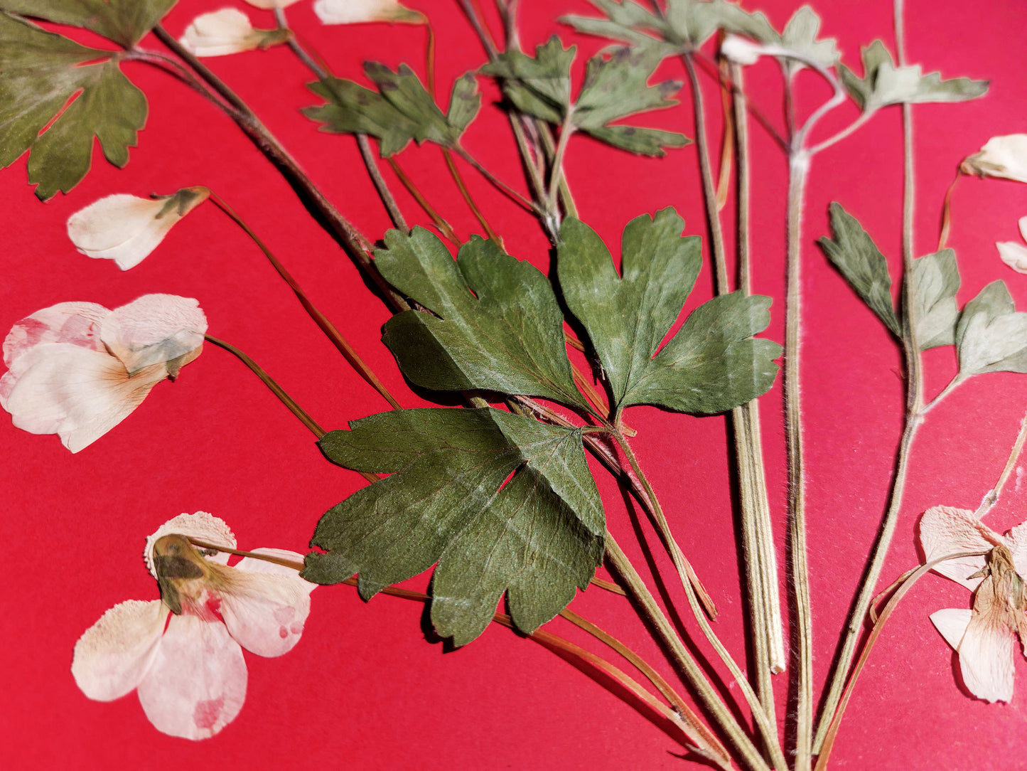 Red artwork with windflowers White violets and green dried plant for living room wall art Original pressed flower UNFRAMED botanical wall decor, living room, bedroom wall art, fjr nature lovers gift and houswarming gift, new home gift, handmade art
