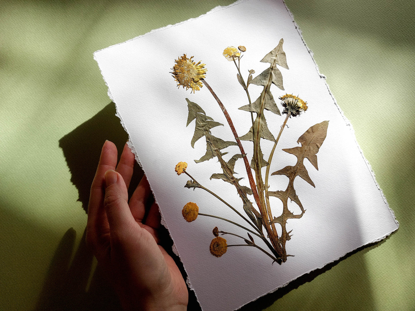 Yellow pressed flower and dandelion green plant artwork for nature lover gift UNFRAMED for living room or bedroom wall art