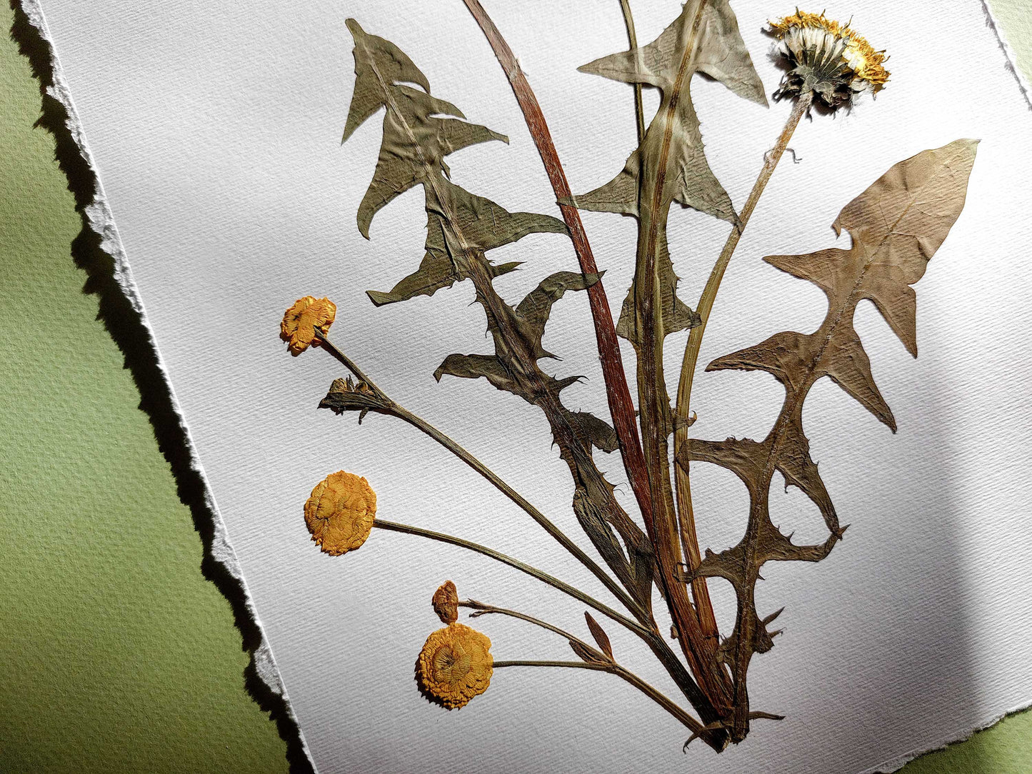Yellow pressed flower and dandelion green plant artwork for nature lover gift UNFRAMED for living room or bedroom wall art