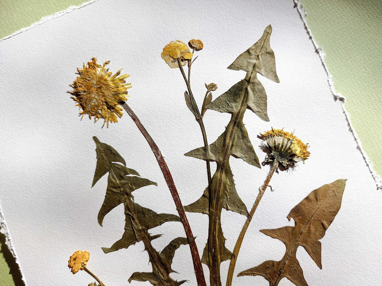 Yellow pressed flower and dandelion green plant artwork / handmade art