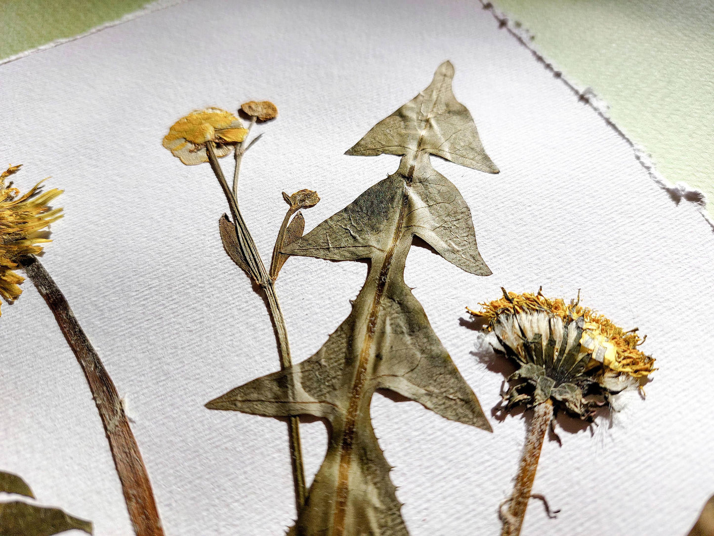 Yellow pressed flower and dandelion green plant artwork / handmade art