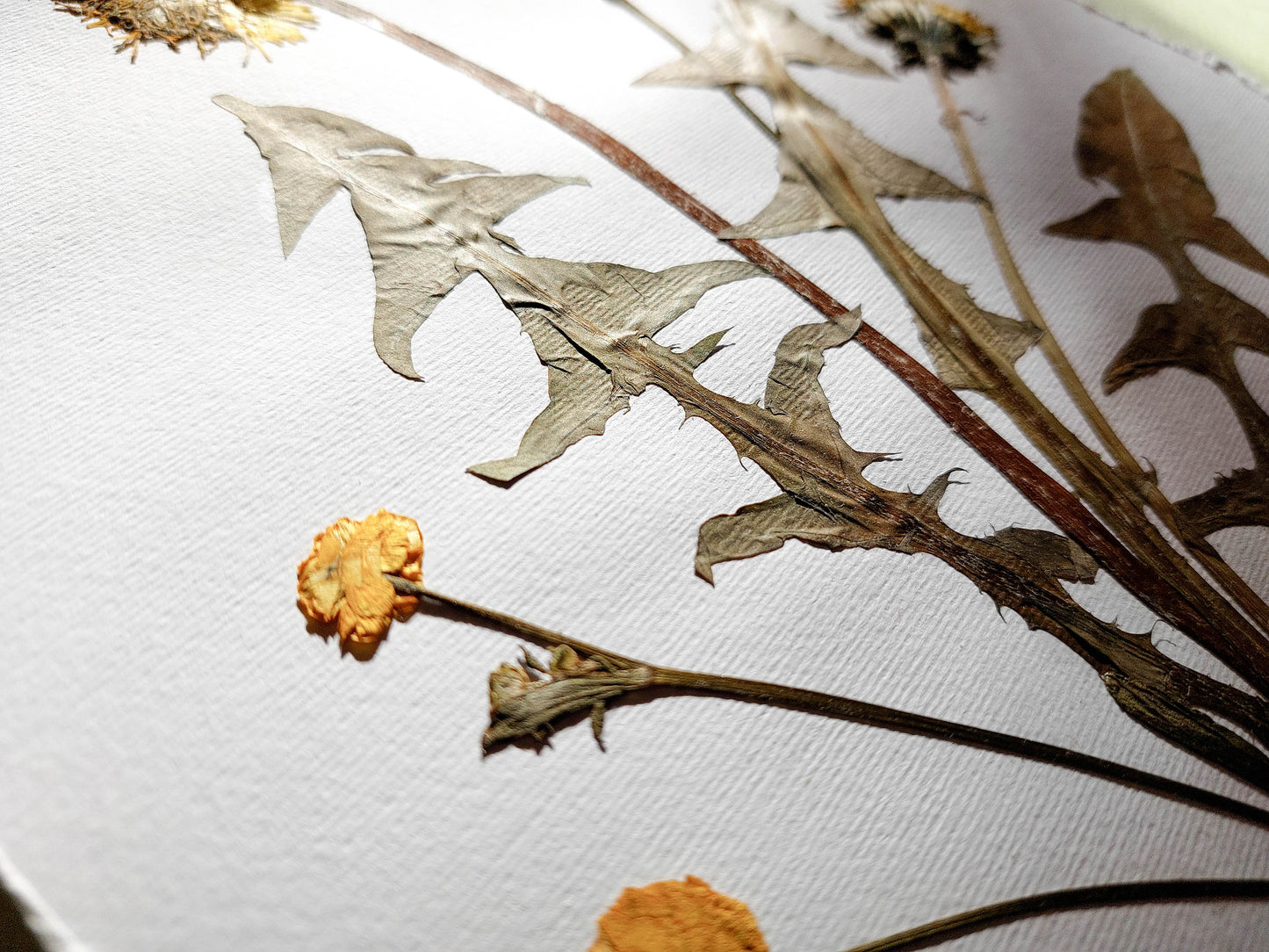 Yellow pressed flower and dandelion green plant artwork / handmade art