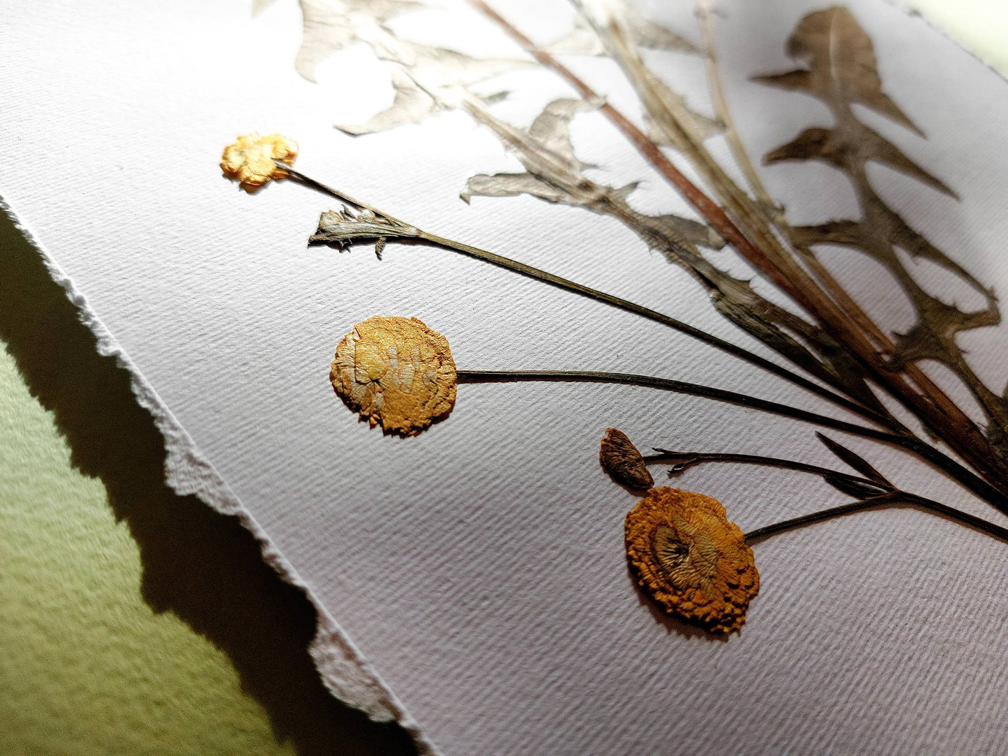 Yellow pressed flower and dandelion green plant artwork / handmade art