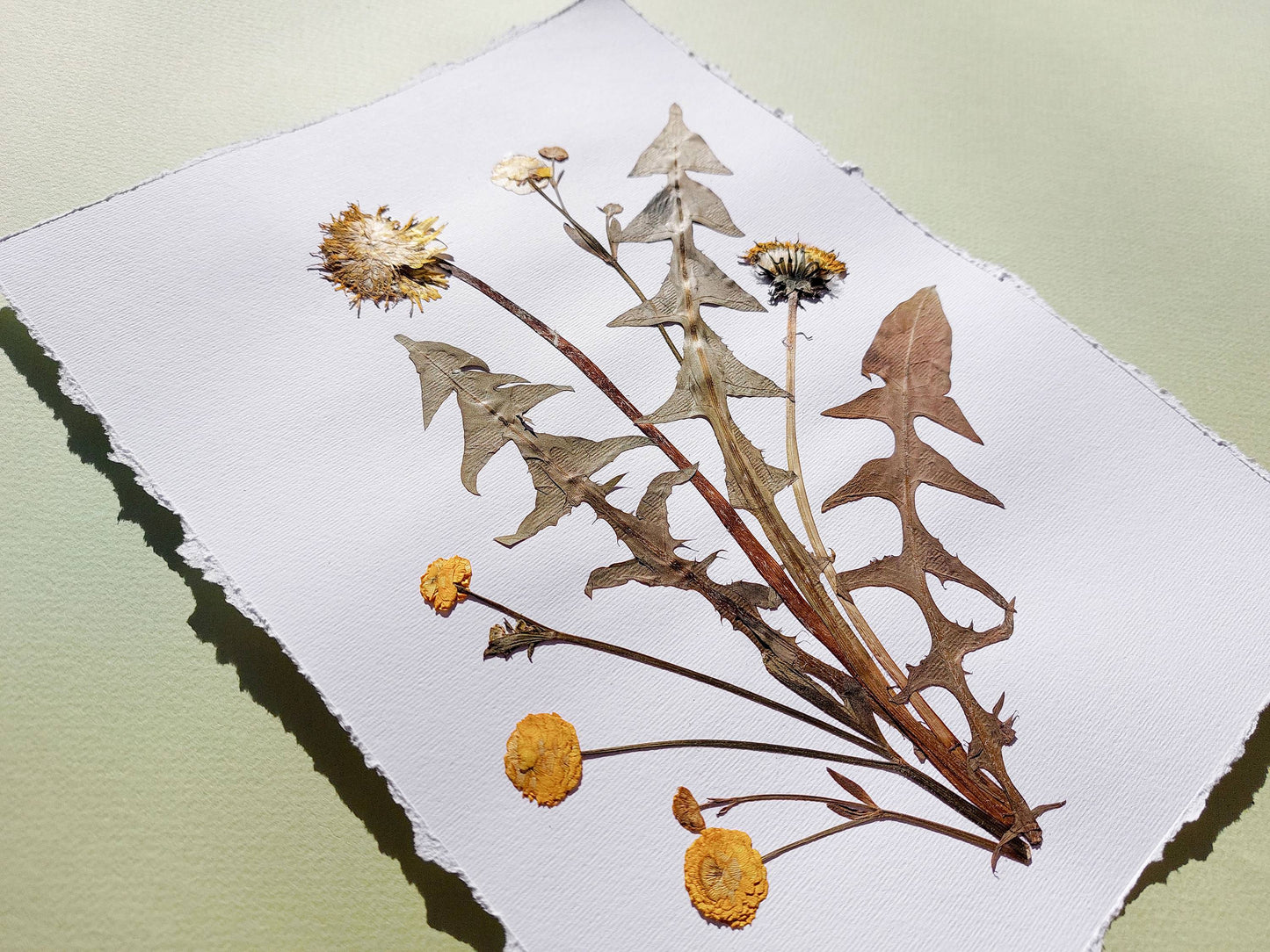 Yellow pressed flower and dandelion green plant artwork for nature lover gift UNFRAMED for living room or bedroom wall art