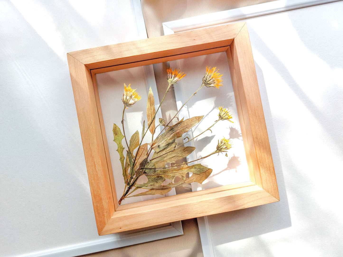 Real wild yellow pressed flower and plant artwork with wooden square frame for Nature lover gift