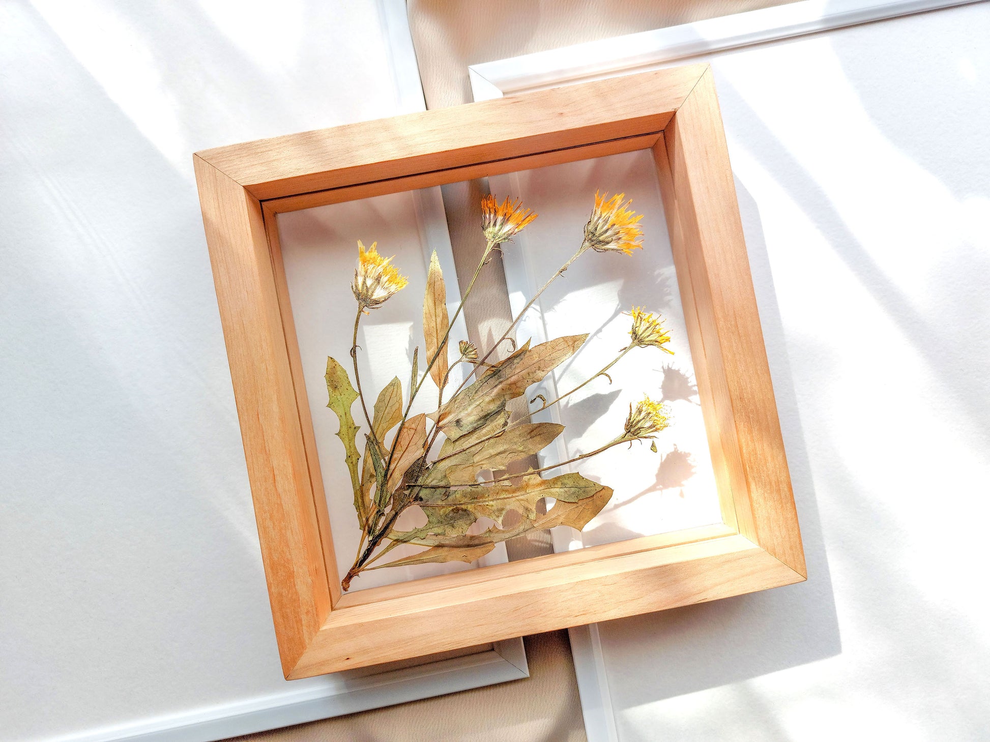 Real wild yellow pressed flower and plant artwork with wooden square frame for Nature lover gift
