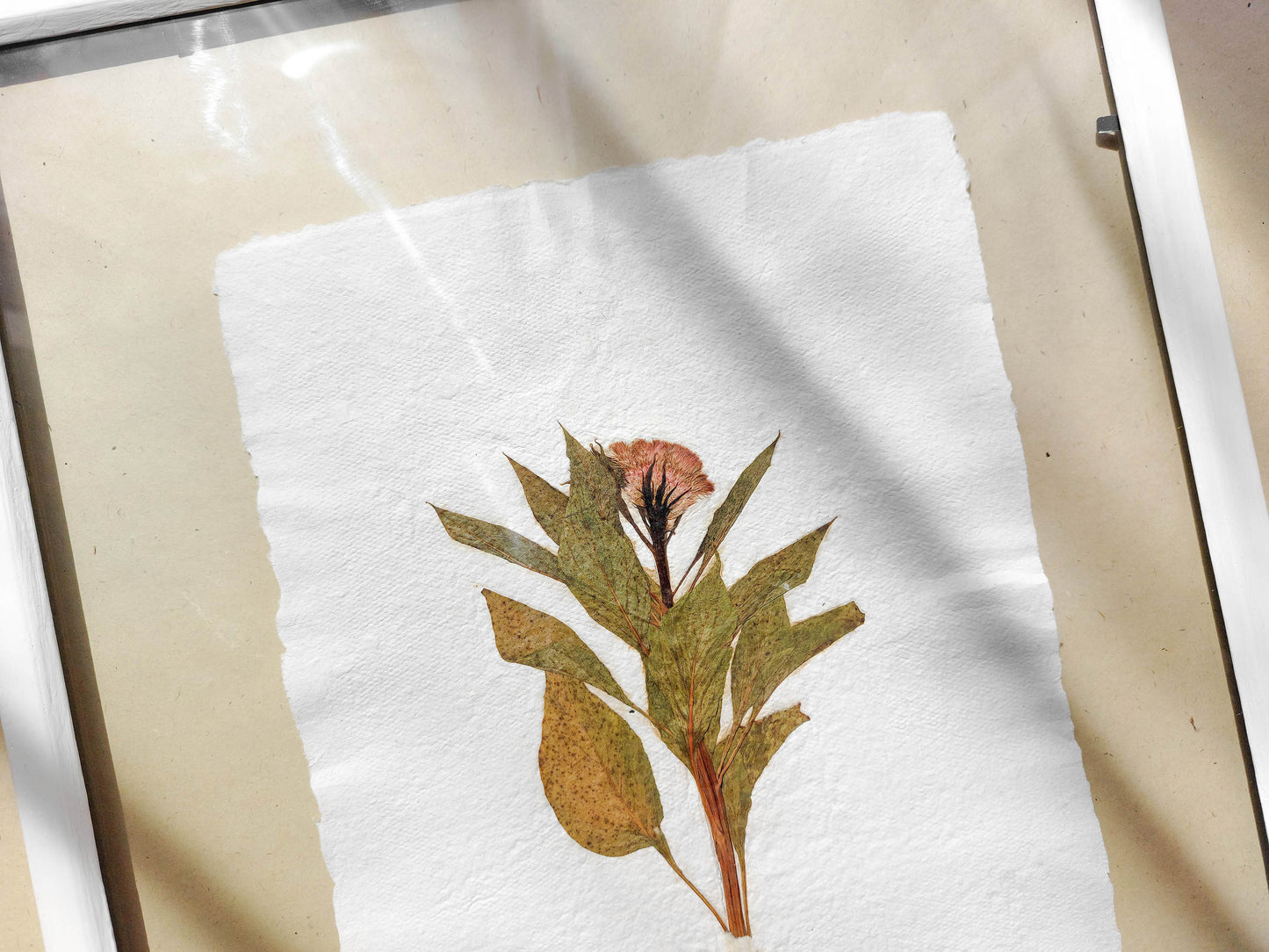 Herbarium IX Cockerel pressed flower green plant Recycled paper for living room wall art UNFRAMED in summer vibe