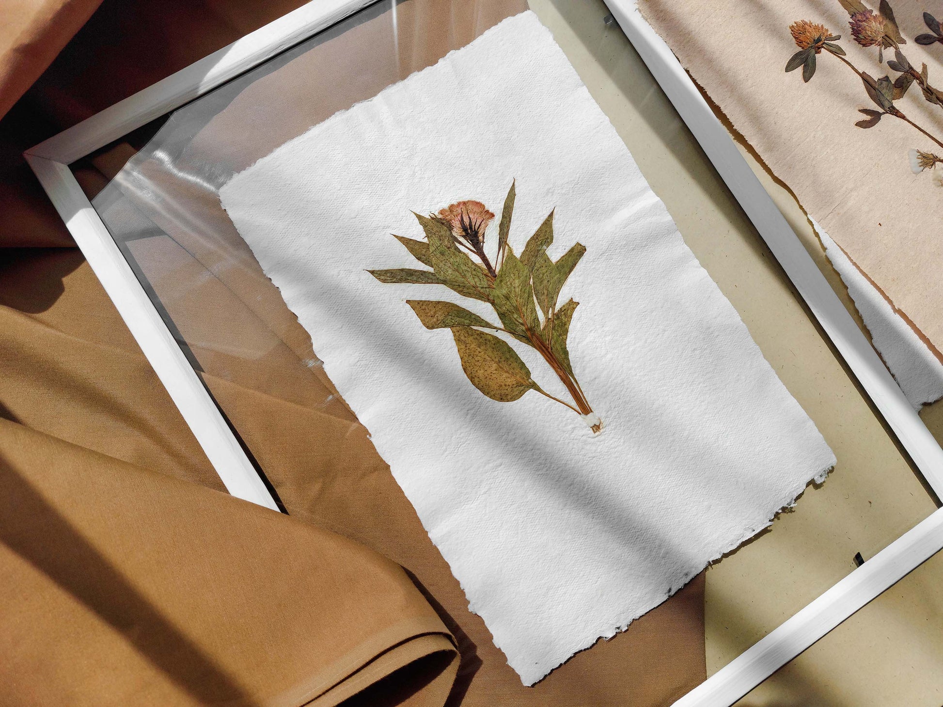 Herbarium IX Cockerel pressed flower green plant Recycled paper for living room wall art UNFRAMED in summer vibe