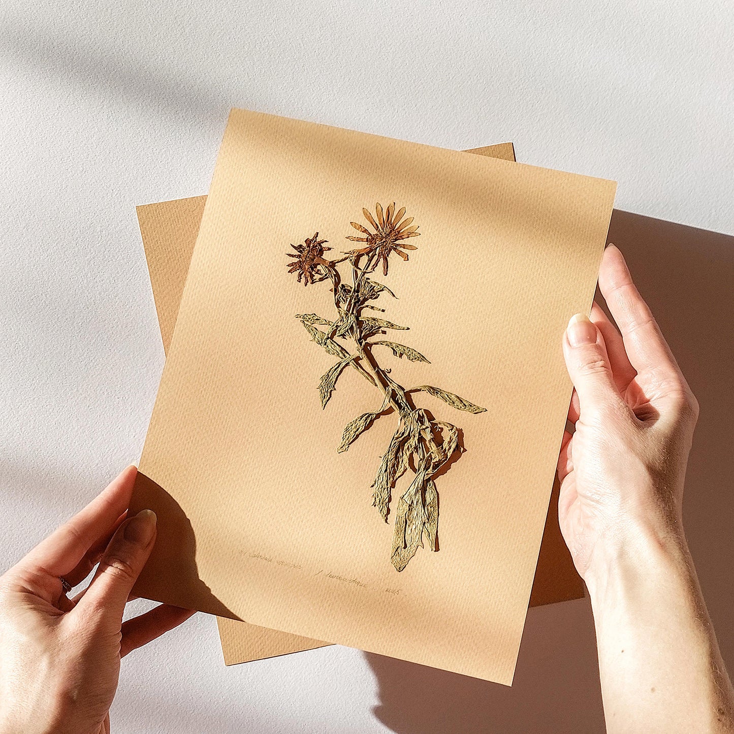 Gallery wall set of 3 piece Calendula Origan garden dried flowers and plants Original artworks decor Living room wall art, laundry room decor, kitchen wall art, Housewarming gift, hostess gift, home gift unique, Herbarium art, heirloom gift, handmade gift for women, handmade gift for the home, grandmother gift, grandma gift, going away gift for coworker, godparent gift, godmother gift, girlfriend gift, gift for the home, gift for best friend female, framed, foraged wall art, Flower wall art, Floral wall art