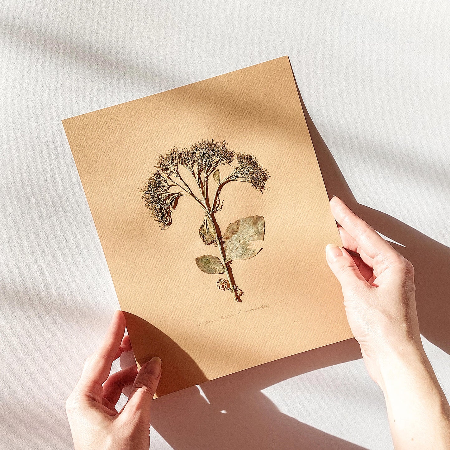 Gallery wall set of 3 piece Calendula Origan garden dried flowers and plants Original artworks decor new job gift, New home gift, new grandma gift, new apartment housewarming gift, new apartment gift, nature wall art, Nature original art, nature lover gift, mothers day gift ideas, mothers day gift from daughter, mothers day gift, mother in law gift, mom birthday gift, Modern kitchen art, long distance gift, living room wall art minimalist, Living room wall art, laundry room decor, kitchen wall art