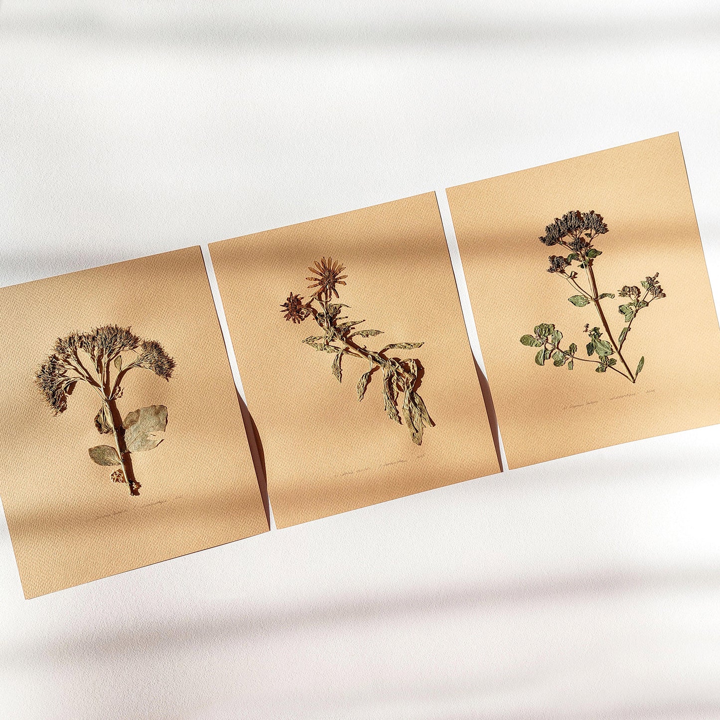 Gallery wall set of 3 piece Calendula Origan garden dried flowers and plants Original artworks decor Farmhouse wall decor, farm kitchen wall art, farm decor, easter gift, dried pressed flower art, dried flowers, dried botanical art, dorm room decor, diy gift, Dining Room Decor, daughter in law gift, cottagecore wall art, Botanical wall art, bookshelf decor, Bedroom wall art, aunt gift, Aesthetic wall art, office wall decor