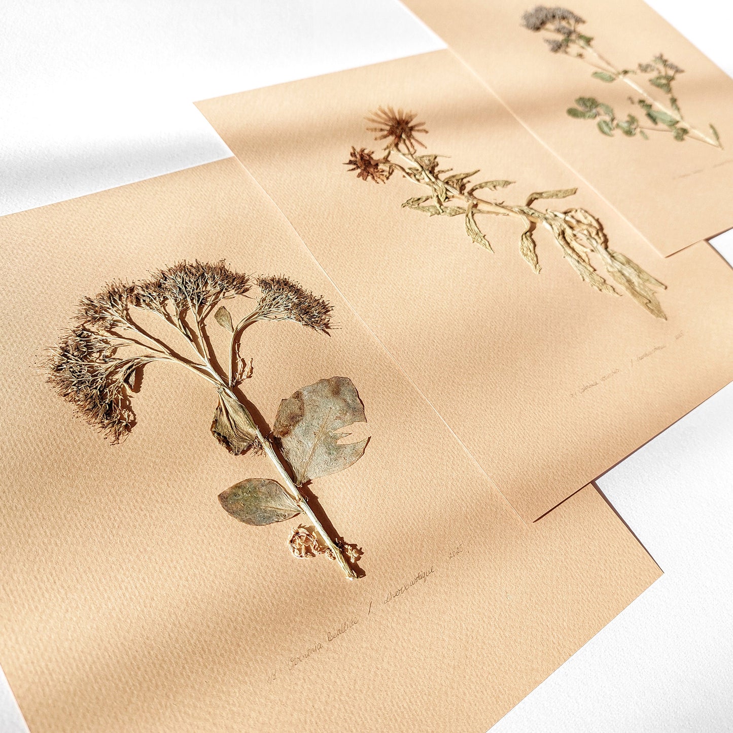Gallery wall set of 3 piece Calendula Origan garden dried flowers and plants Original artworks decor Living room wall art, laundry room decor, kitchen wall art, Housewarming gift, hostess gift, home gift unique, Herbarium art, heirloom gift, handmade gift for women, handmade gift for the home, grandmother gift, grandma gift, going away gift for coworker, godparent gift, godmother gift, girlfriend gift, gift for the home, gift for best friend female, framed, foraged wall art, Flower wall art, Floral wall art