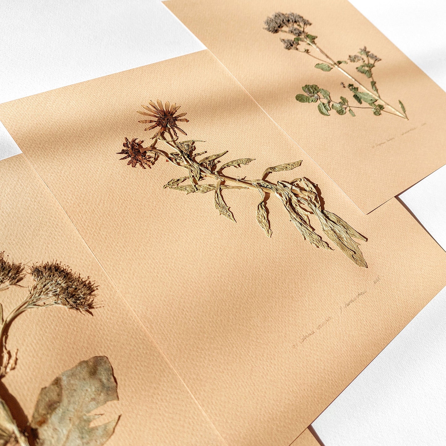 Gallery wall set of 3 piece Calendula Origan garden dried flowers and plants Original artworks decor mother in law gift, mom birthday gift, Modern kitchen art, long distance gift, living room wall art minimalist, Living room wall art, laundry room decor, kitchen wall art, Housewarming gift, hostess gift, home gift unique, Herbarium art, heirloom gift, handmade gift for women, handmade gift for the home, grandmother gift, grandma gift, going away gift for coworker