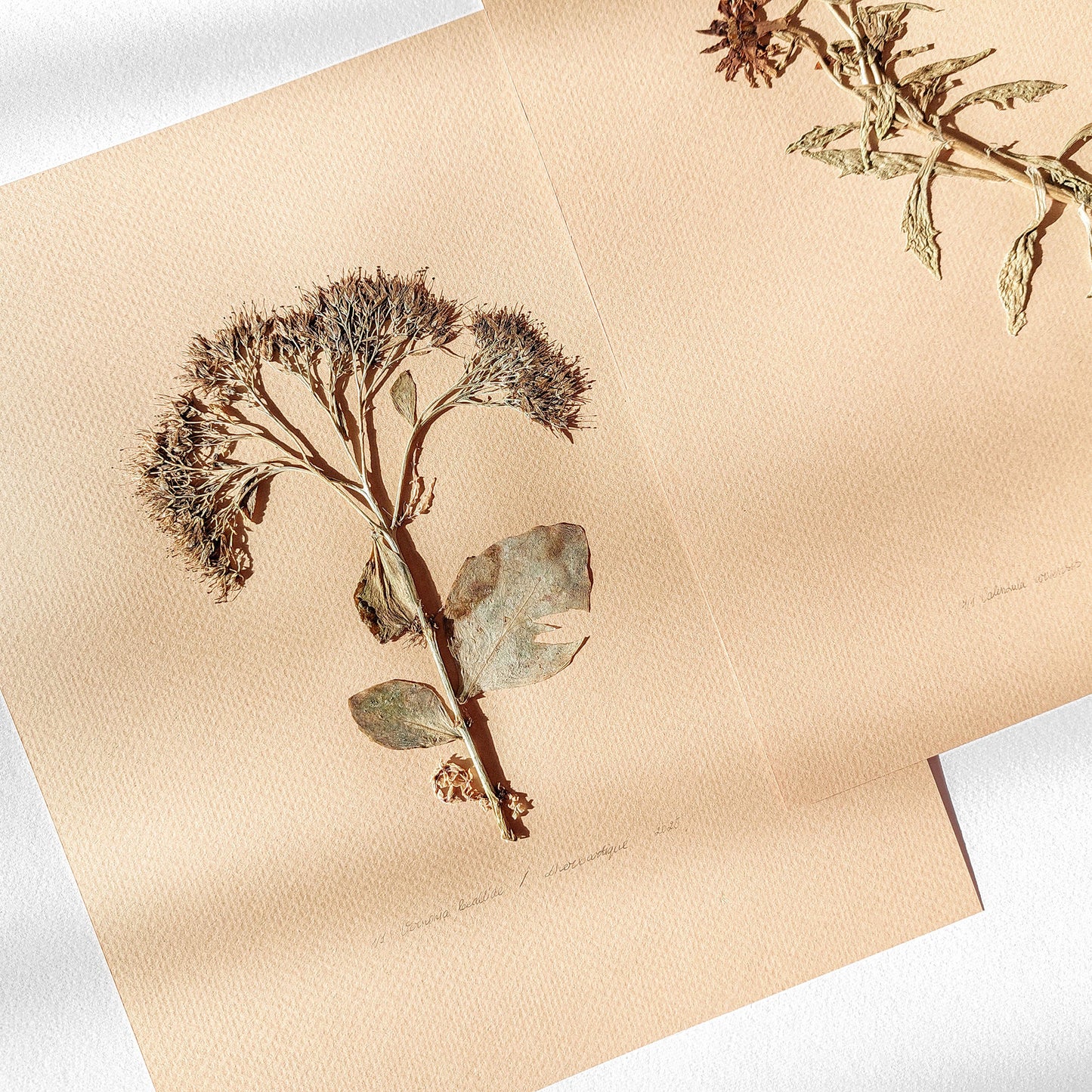 Gallery wall set of 3 piece Calendula Origan garden dried flowers and plants Original artworks decor godparent gift, godmother gift, girlfriend gift, gift for the home, gift for best friend female, framed, foraged wall art, Flower wall art, Floral wall art, Farmhouse wall decor, farm kitchen wall art, farm decor, easter gift, dried pressed flower art, dried flowers, dried botanical art, dorm room decor, diy gift, Dining Room Decor, daughter in law gift, cottagecore wall art, Botanical wall art, bookshelf