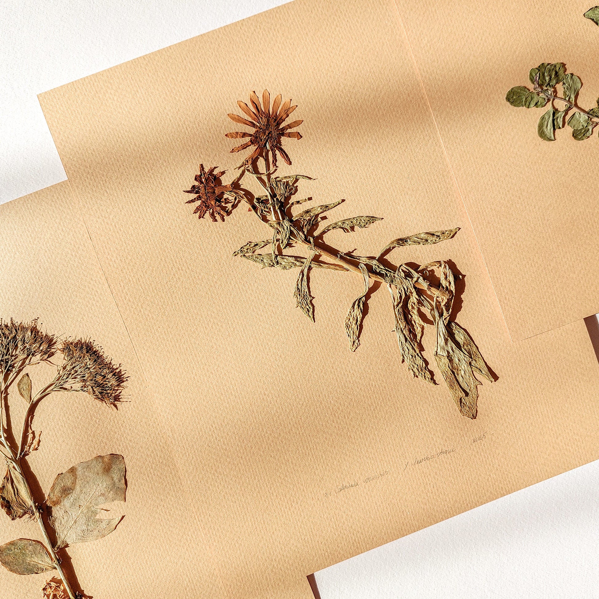 Gallery wall set of 3 piece Calendula Origan garden dried flowers and plants Original artworks decor wall hanging, unique wall art, trendy wall art, thank you gift boss, teacher appreciation gift, Summer wall art, Spring wall art, sister in law gift, shelf decor, self gift, rustic wall art, retirement gift, realtor closing gift, pressed plants art, pressed leaves art