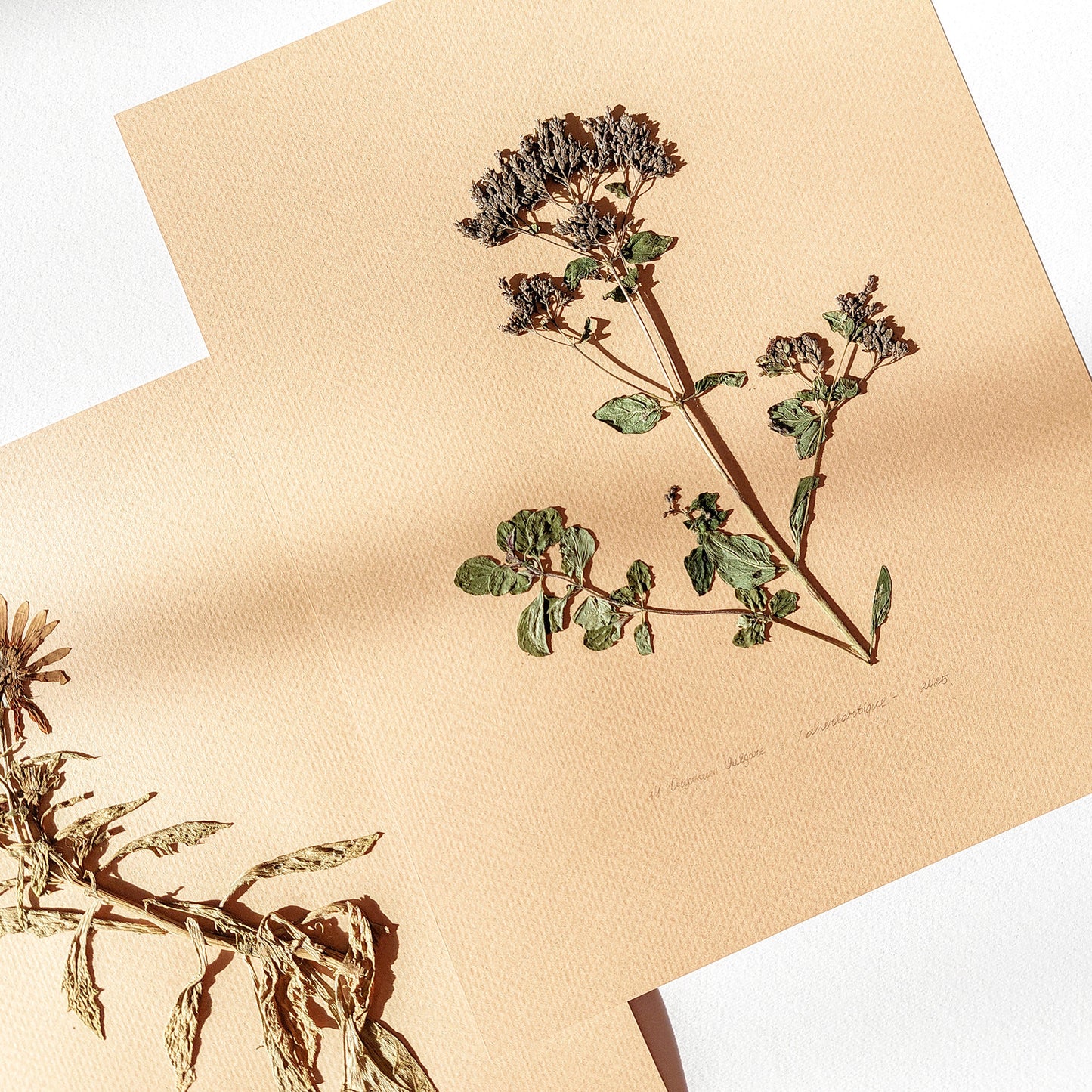 Gallery wall set of 3 piece Calendula Origan garden dried flowers and plants Original artworks Dining Room Decor, daughter in law gift, cottagecore wall art, Botanical wall art, bookshelf decor, Bedroom wall art, aunt gift, Aesthetic wall art, office wall decor