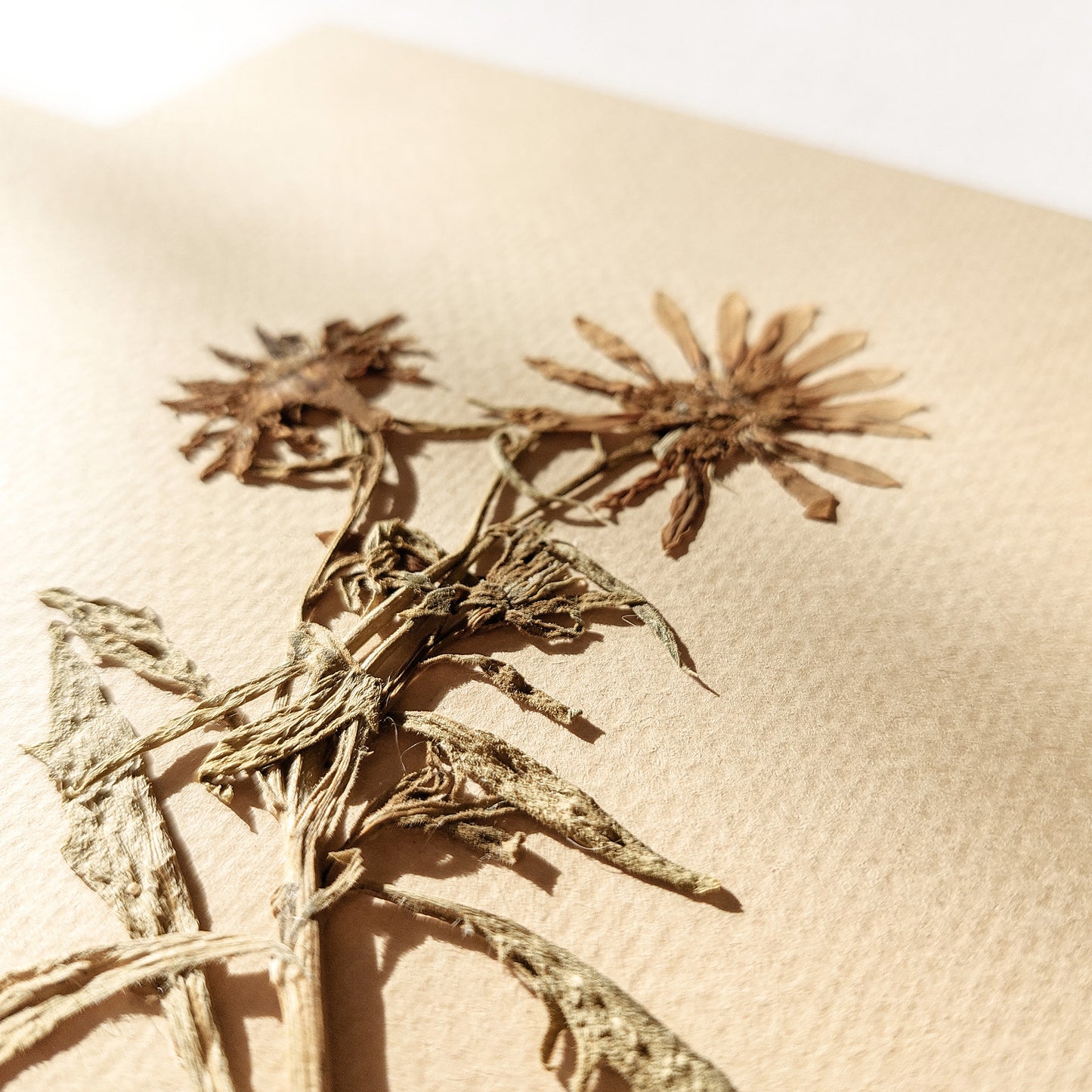 Gallery wall set of 3 piece Calendula Origan garden dried flowers and plants Original artworks