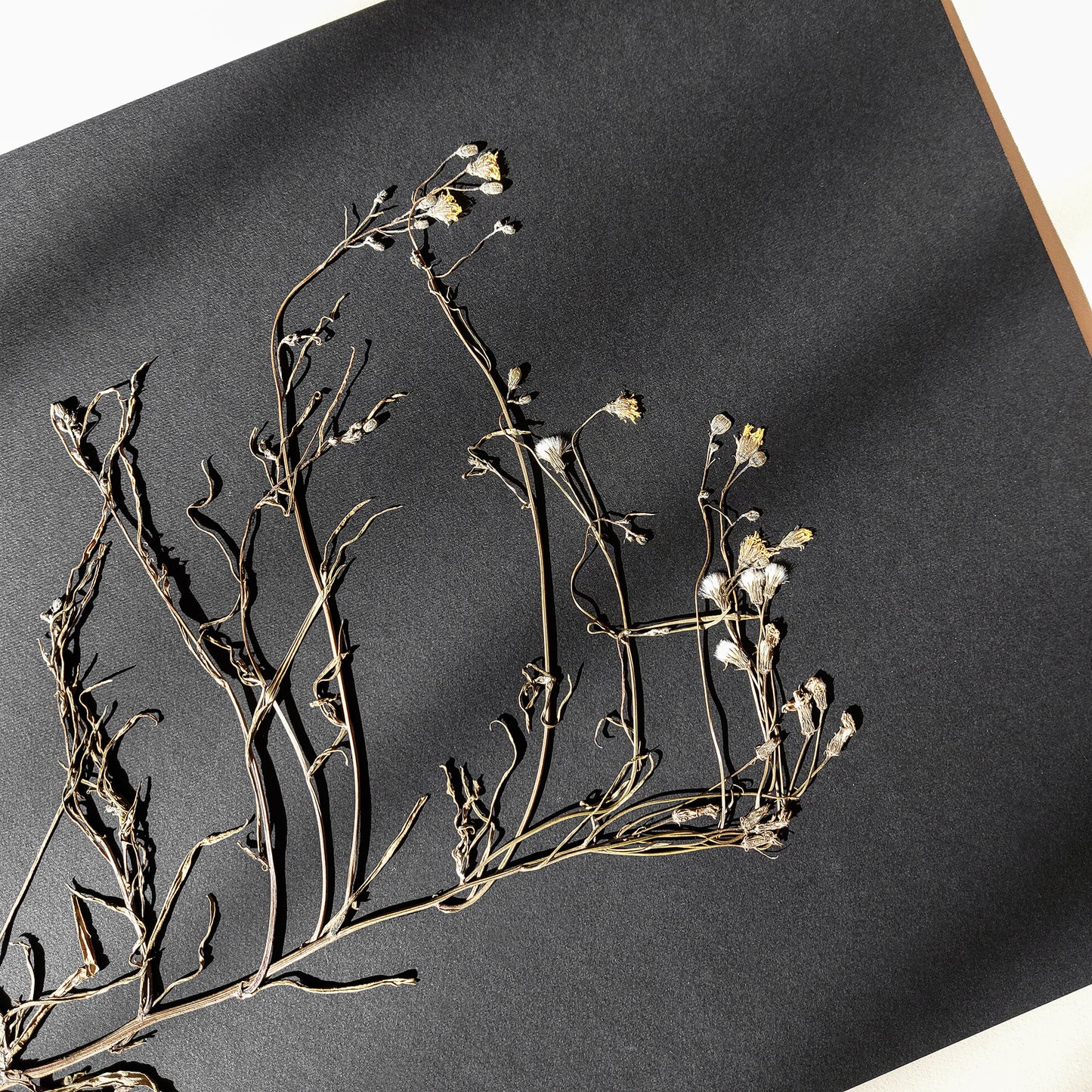 Horizontal dried wildflower plant Minimalist herbarium Black original artwork UNFRAMED, nature lover gift, mothers day gift ideas, mothers day gift from daughter, mothers day gift, mother in law gift, mom birthday gift, Modern kitchen art, Modern decoration, Minimalist artwork, long distance gift, living room wall art minimalist, Living room wall art, laundry room decor, kitchen wall art, Housewarming gift, hostess gift, Home Office, home gift unique