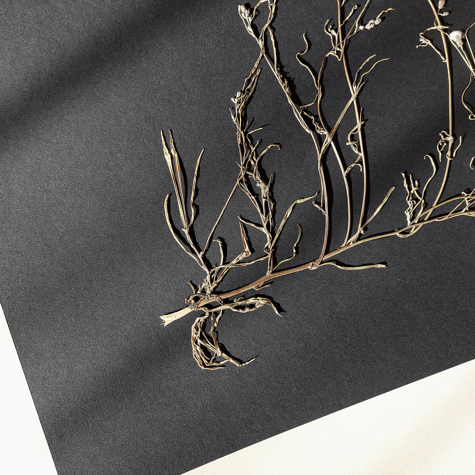 Horizontal dried wildflower plant Minimalist herbarium Black original artwork UNFRAMED,