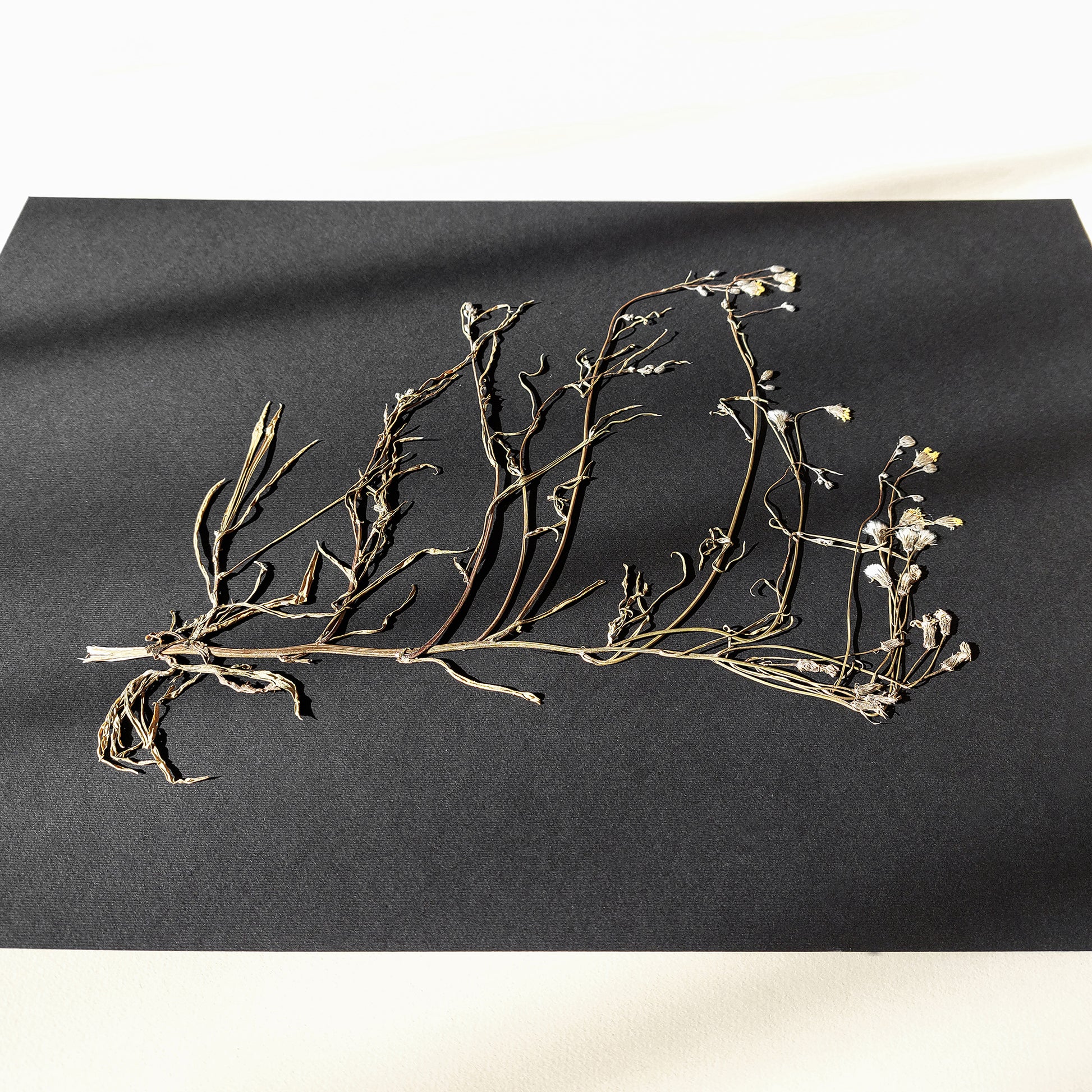 Horizontal dried wildflower plant Minimalist herbarium Black original artwork UNFRAMED, wall hanging, unique wall art, trendy wall art, thank you gift boss, teacher appreciation gift, Summer wall art, Spring wall art, sister in law gift, self gift, rustic wall art, rustic artwork, retirement gift, realtor closing gift, vintage retro art, pressed plants art, pressed leaves art, Pressed flower art, Plant print, plant lover gift, original artwork