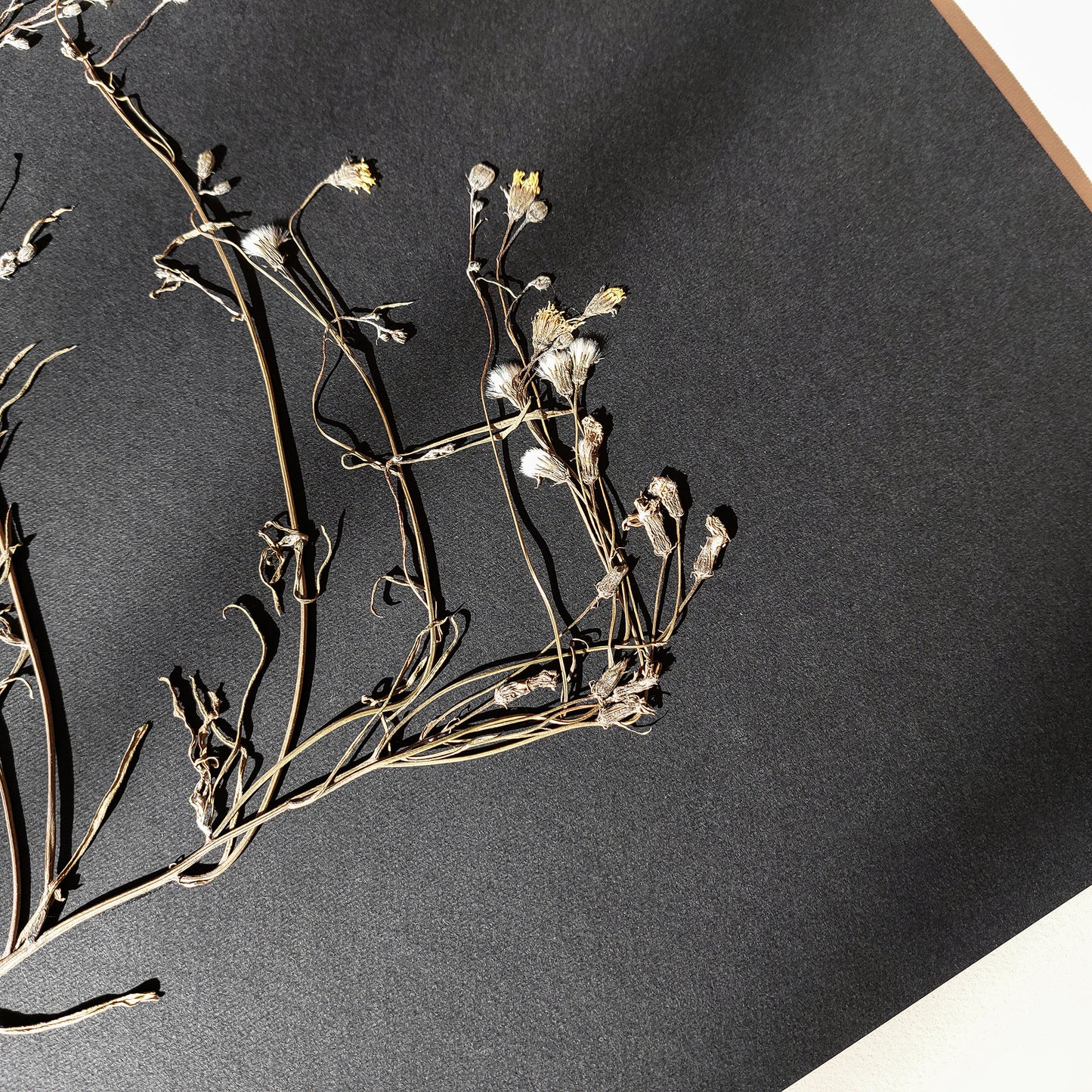 Horizontal dried wildflower plant Minimalist herbarium Black original artwork UNFRAMED,