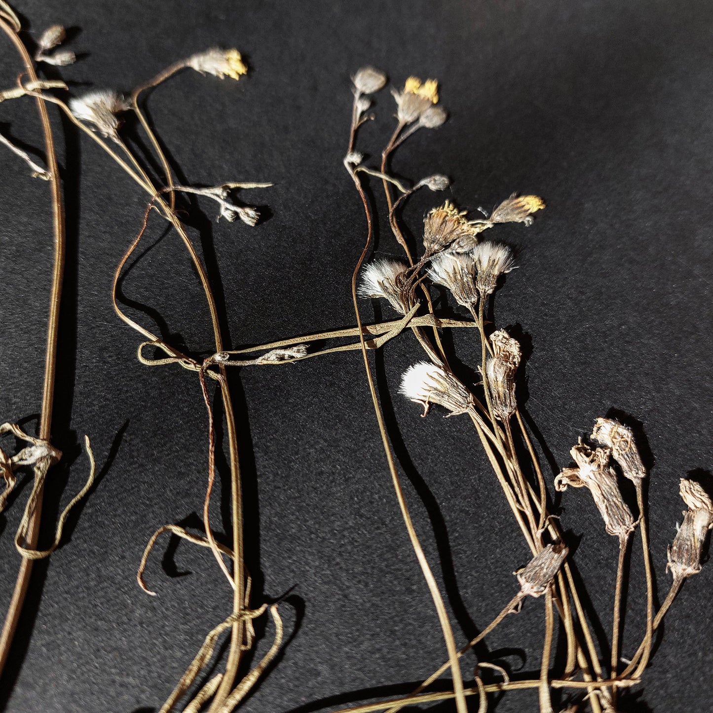 Horizontal dried wildflower plant Minimalist herbarium Black original artwork UNFRAMED,