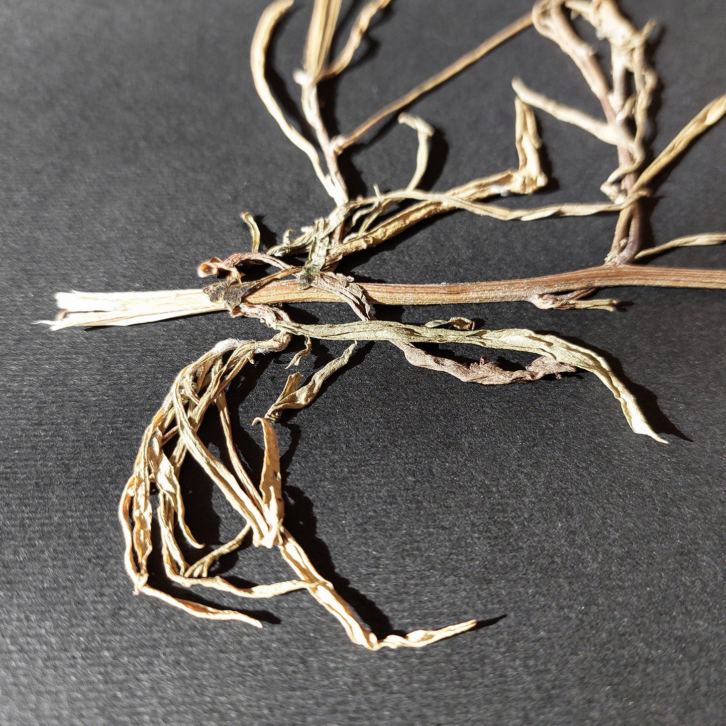 Horizontal dried wildflower plant Minimalist herbarium Black original artwork UNFRAMED,
