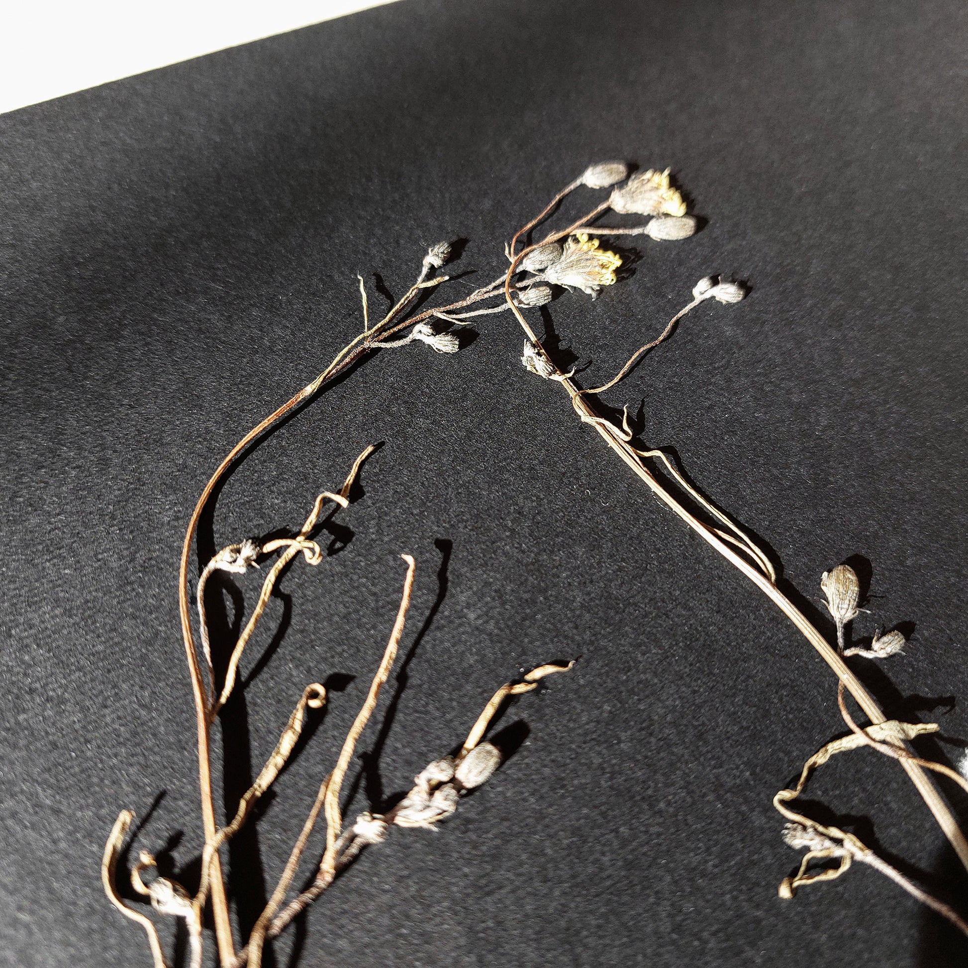 Horizontal dried wildflower plant Minimalist herbarium Black original artwork UNFRAMED,