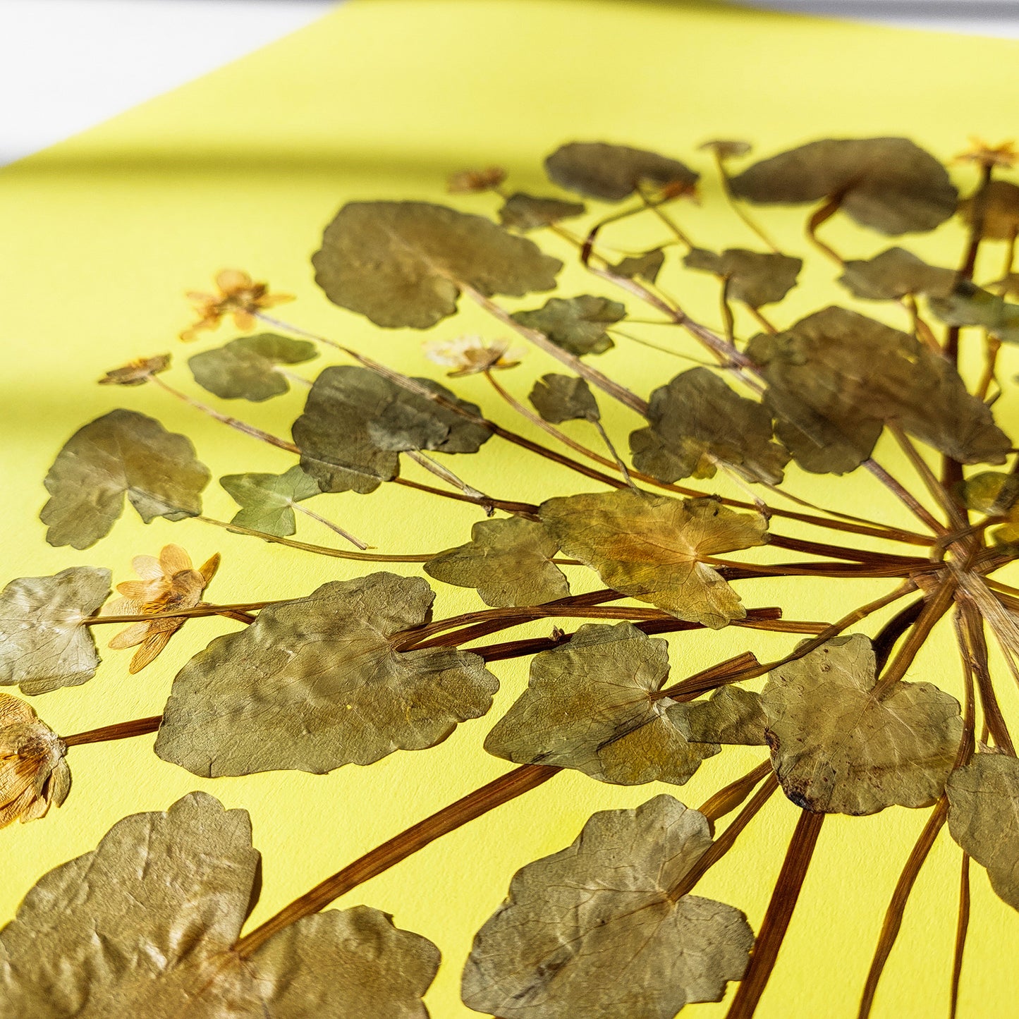 Large lime cream circle Ficaria Verna dried yellow flowers and plant Original artwork