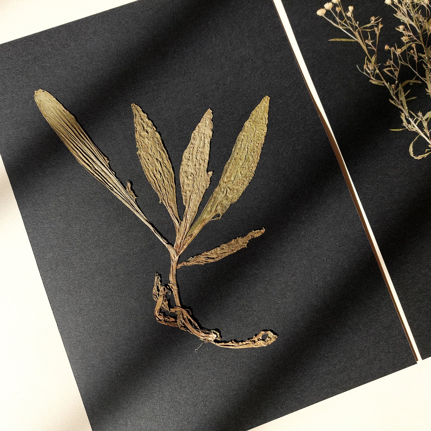 Gallery wall set of 2 unique plants Dried wildflowers Black paper original artworks decor Living room wall art, laundry room decor, kitchen wall art, Housewarming gift, hostess gift, home gift unique, Herbarium art, heirloom gift, handmade gift for women, handmade gift for the home, grandmother gift, grandma gift, going away gift for coworker, godparent gift, godmother gift, girlfriend gift, gift for the home, gift for best friend female, framed, foraged wall art