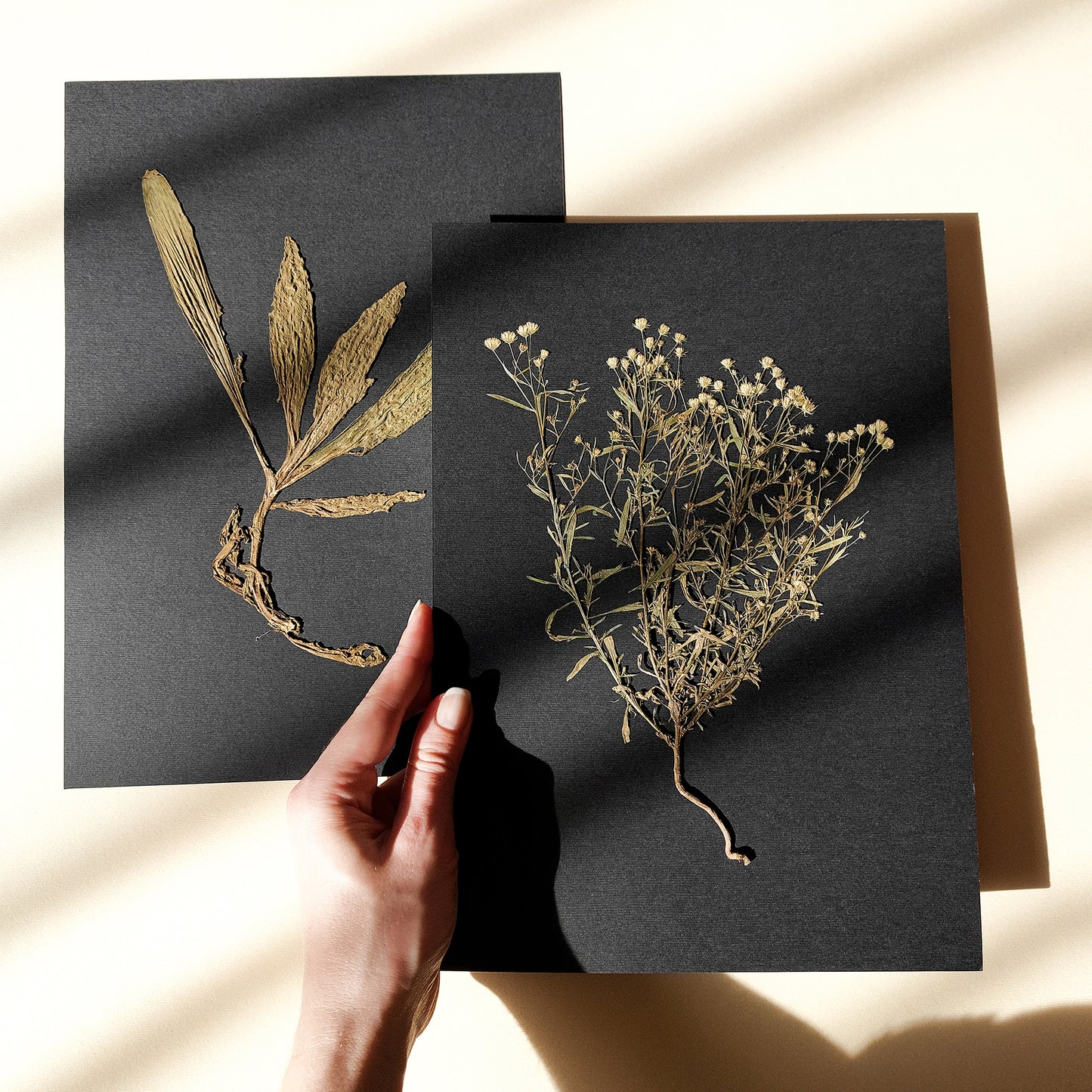 Gallery wall set of 2 unique plants Dried wildflowers Black paper original artworks decor Farmhouse wall decor, farm kitchen wall art, farm decor, easter gift, dried pressed flower art, dried flowers, dried botanical art, dorm room decor, diy gift, Dining Room Decor, daughter in law gift, cottagecore wall art, Botanical wall art, bookshelf decor, Bedroom wall art, aunt gift, Aesthetic wall art, office wall decor