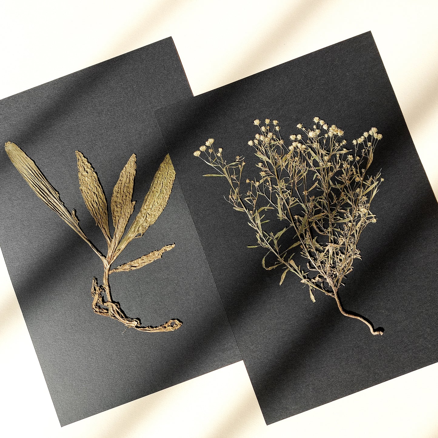 Gallery wall set of 2 unique plants Dried wildflowers Black paper original artworks decor new mom gift, new job gift, New home gift, new grandma gift, new apartment housewarming gift, new apartment gift, nature wall art, Nature original art, nature lover gift, mothers day gift ideas, mothers day gift from daughter, mothers day gift, mother in law gift, mom birthday gift, Modern kitchen art, long distance gift, living room wall art minimalist, Living room wall art, laundry room decor, kitchen wall art