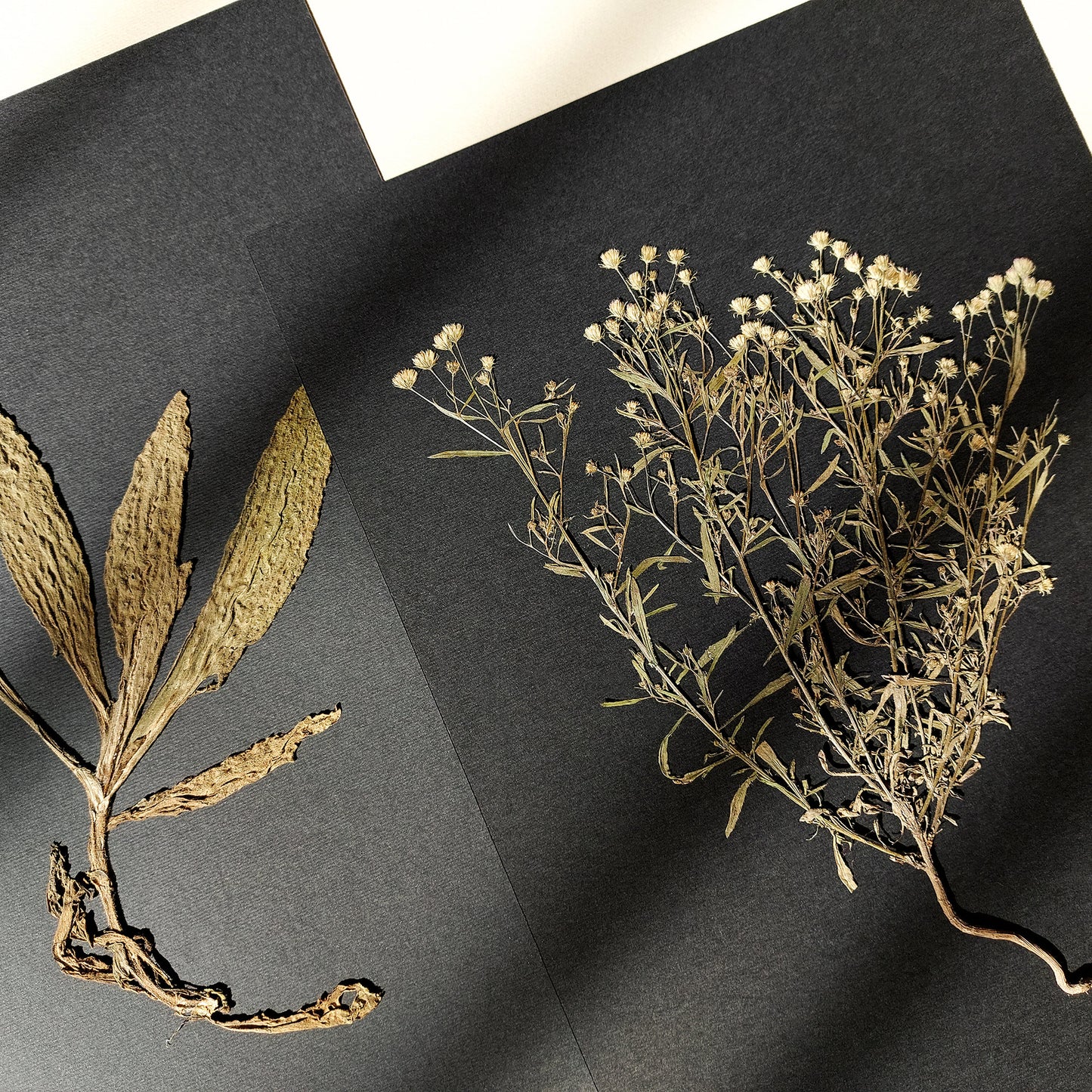 Gallery wall set of 2 unique plants Dried wildflowers Black paper original artworks decor niece gift from aunt, new mom gift, new job gift, New home gift, new grandma gift, new apartment housewarming gift, new apartment gift, nature wall art, Nature original art, nature lover gift, mothers day gift ideas, mothers day gift from daughter, mothers day gift, mother in law gift, mom birthday gift, Modern kitchen art, long distance gift, living room wall art minimalist