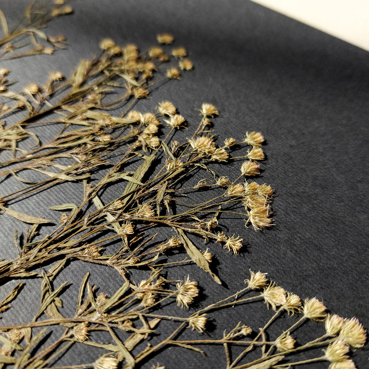 Gallery wall set of 2 unique plants Dried wildflowers Black paper original artworks decor