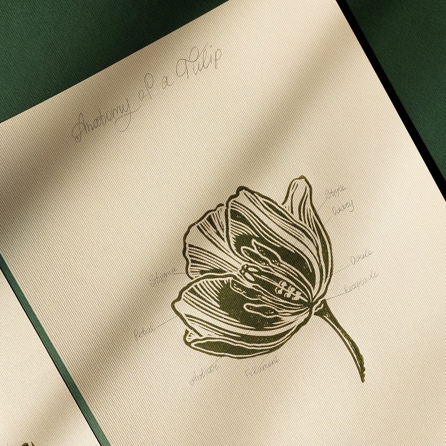 Gallery Wall Set of 2 Vintage Anatomy Tulip Flowers Linocut Print Wall art decor kitchen wall art entryway wall art dorm room decor diy gift Dining Room Decor daughter in law gift cottagecore wall art cottage core Botanical bookshelf decor Block print Beige color Bedroom wall art bathroom print aunt gift anatomy of flowers Aesthetic wall art A4 chateaucore
