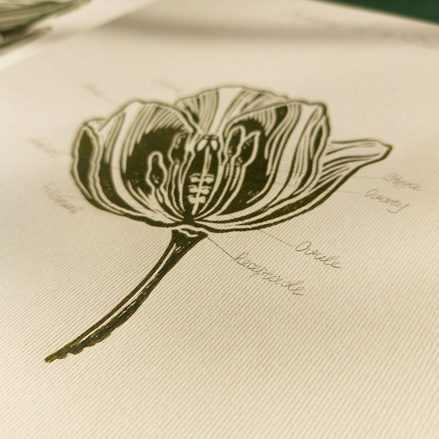 Gallery Wall Set of 2 Vintage Anatomy Tulip Flowers Linocut Print Wall art decor original artwork one of a kind office wall decor nurse gift niece gift from aunt new mom gift new job gift New home gift new grandma gift new apartment housewarming gift new apartment gift nature print nature lover gift mothers day gift ideas mothers day gift from daughter mothers day gift mother in law gift mom birthday gift Modern kitchen art Mid century modern long distance gift living room wall art minimalist Living room