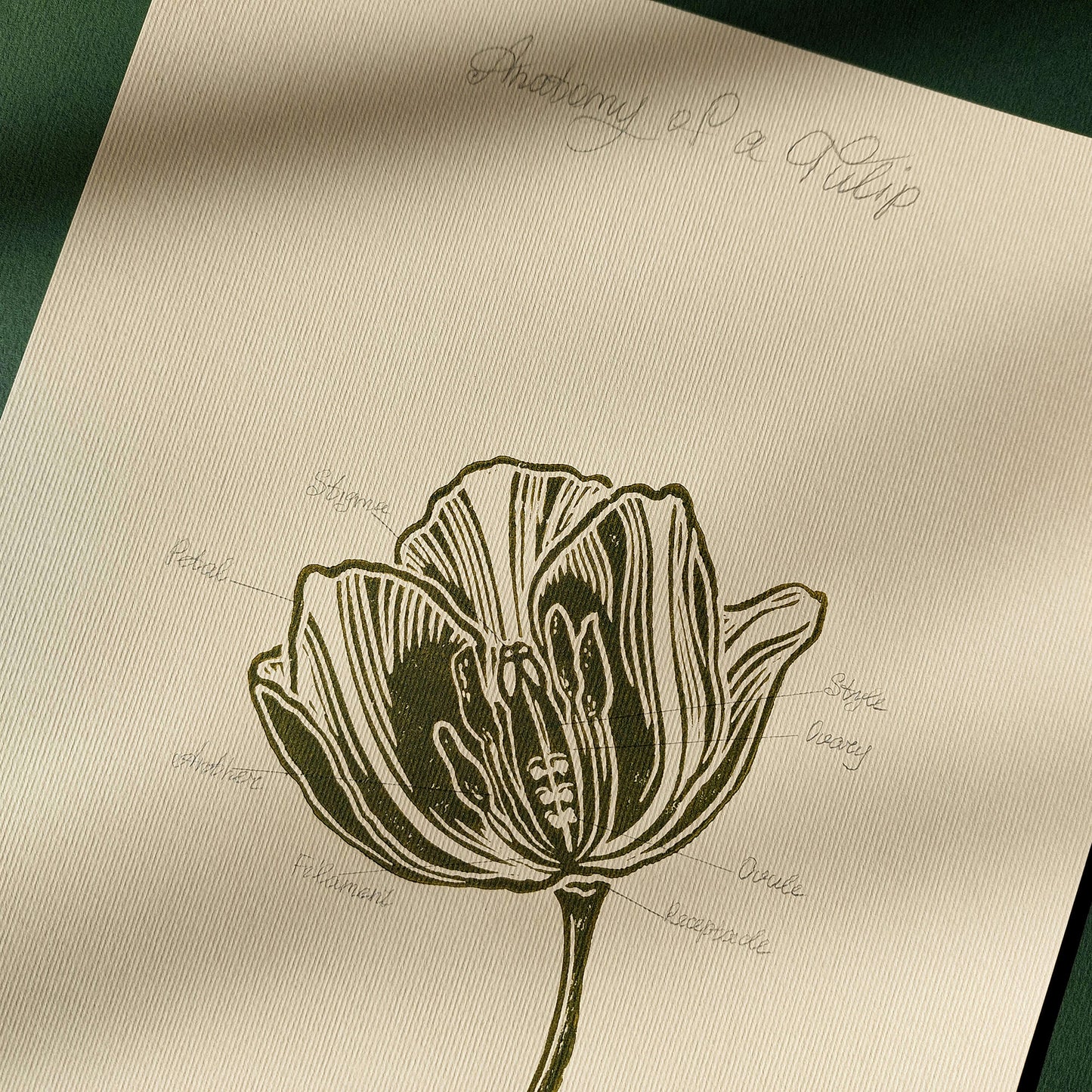 Vintage anatomy of a Tulip flower linocut print Wall art decor Linogravure Linocut print Lino print flower wall hanging Vintage art unique wall art trendy thank you gift boss teacher appreciation gift Summer Spring wall art sister in law gift signature shelf decor self gift Sage green color rustic wall art Retro artwork retirement Relief print realtor closing gift Printmaking art plant lover gift original illustration original artwork one of a kind office wall decor nurse niece aunt new mom Chateaucore