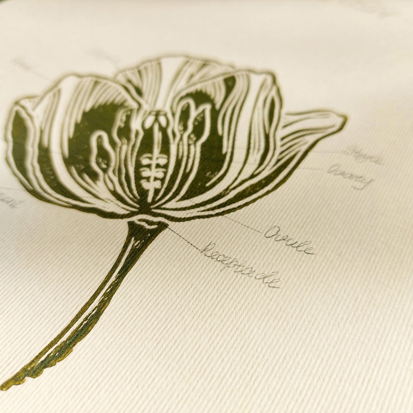 Vintage anatomy of a Tulip flower linocut print Wall art decor gift from aunt new mom gift new job gift New home gift new grandma gift new apartment housewarming gift new apartment gift nature print nature lover gift mothers day gift ideas mothers day gift from daughter mothers day gift mother in law gift mom birthday gift Modern kitchen art Mid century modern long distance gift living room wall art minimalist Living room wall art Linoleum print laundry room decor inscription Chateaucore