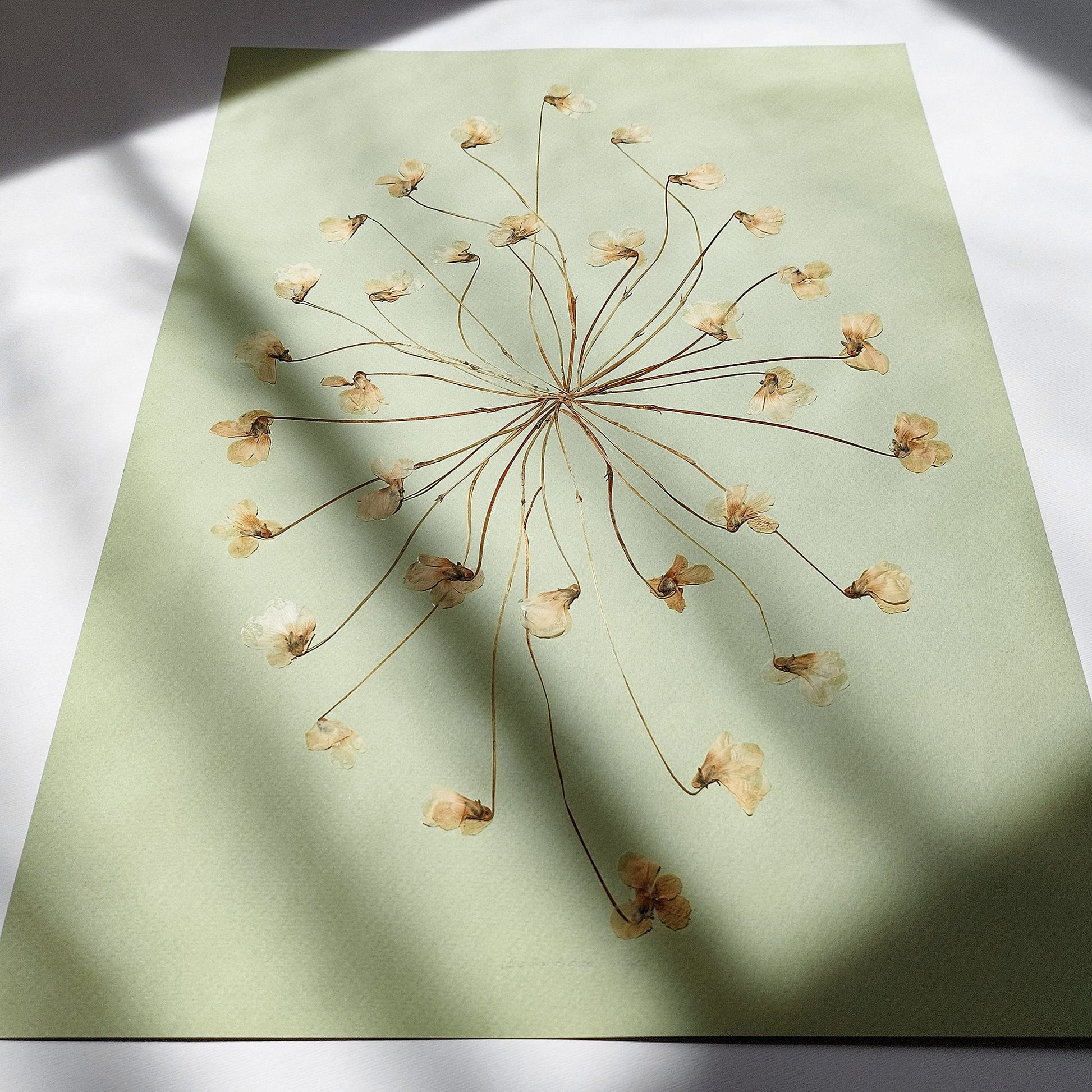 Neutral Lime Cream Paper and White Violet Dried Flowers wall hanging dried flowers, dried botanical art, dorm room decor, diy gift, Dining Room Decor, daughter in law gift, cottagecore wall art, Botanical wall art, bookshelf decor, Bedroom wall art, aunt gift, Aesthetic wall art, office wall decor, Gift to Say Thank, Eco Friendly Thank You Gift, Thankful Wall Decor hostess gift, Hostess Thank You Gift, Thank You Gift for Mom