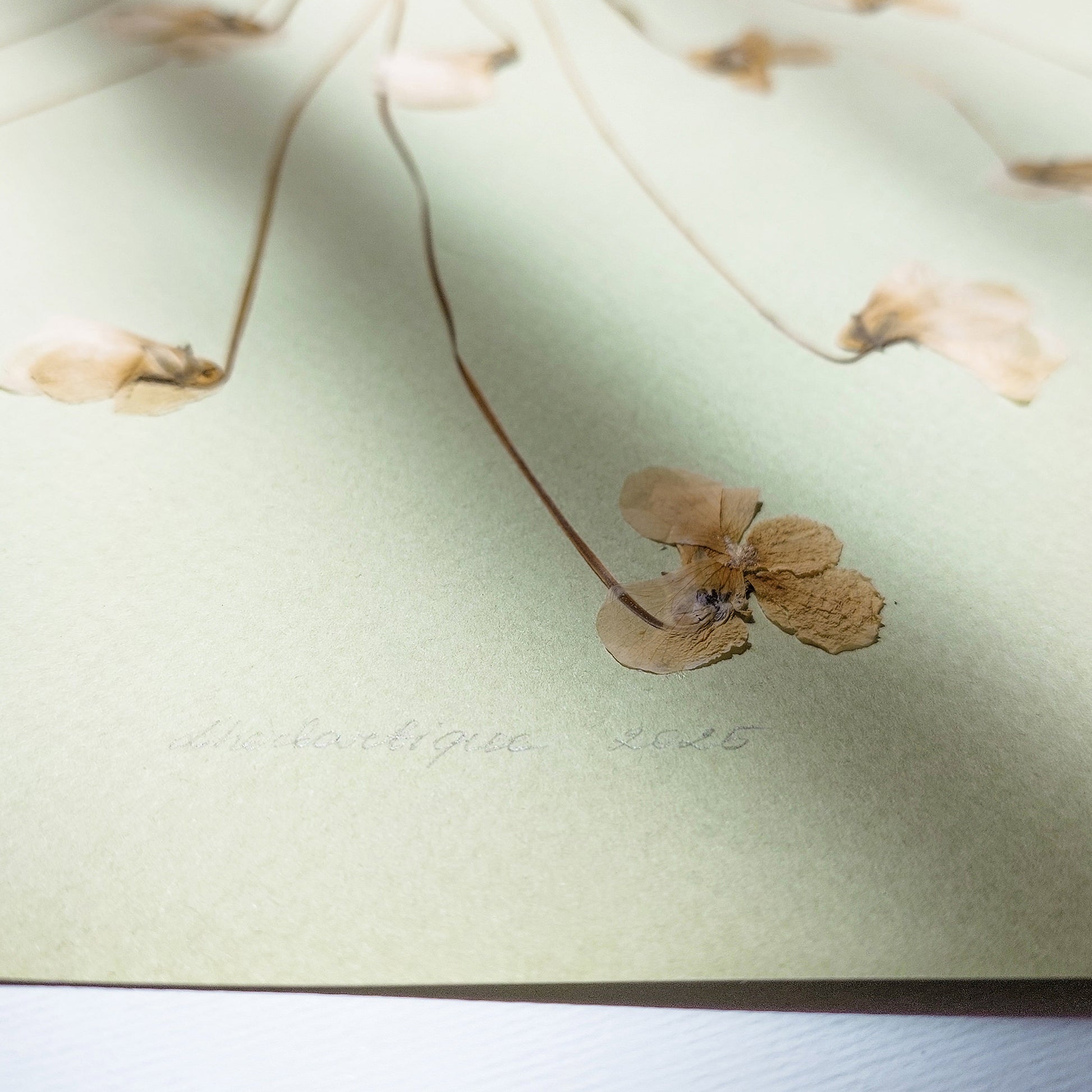 Neutral Lime Cream Paper and White Violet Dried Flowers wall hanging decor