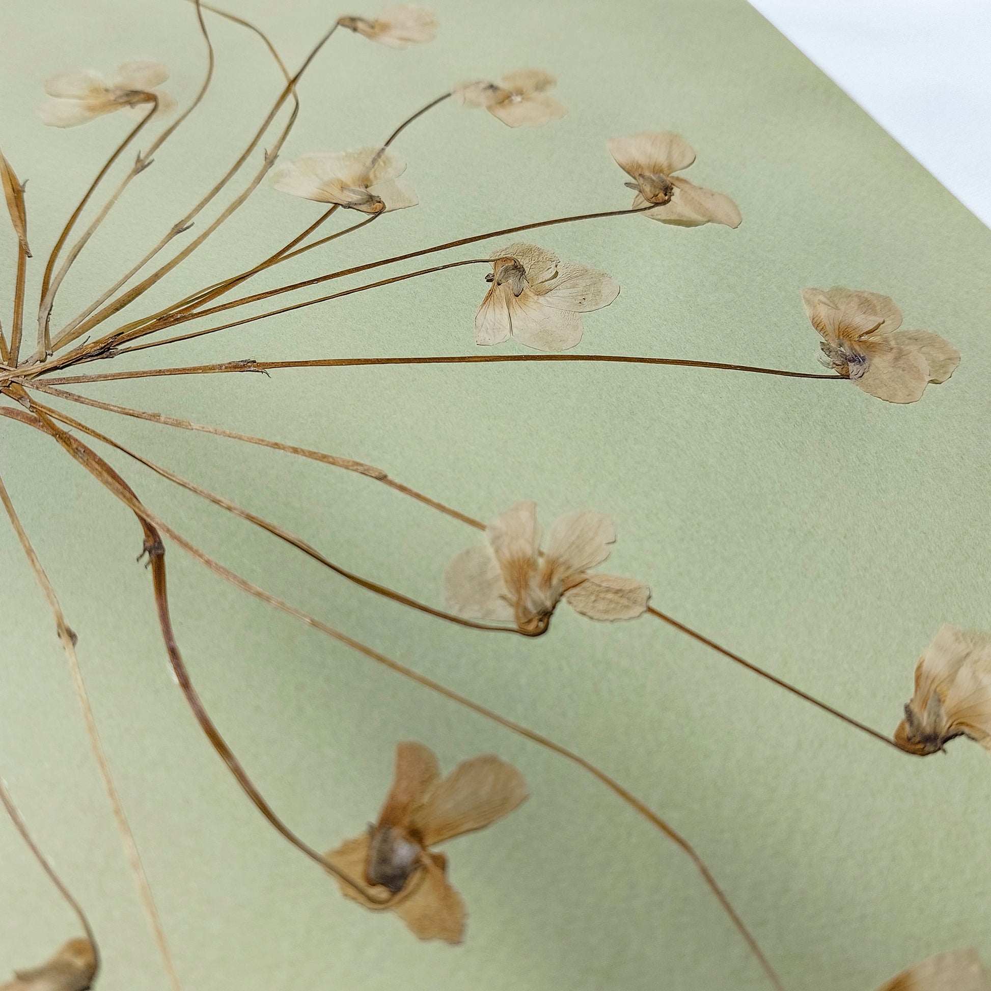 Neutral Lime Cream Paper and White Violet Dried Flowers wall hanging decor, farm kitchen wall art, farm decor, easter gift, dried pressed flower art, dried flowers, dried botanical art, dorm room decor, diy gift, Dining Room Decor, daughter in law gift, cottagecore wall art, Botanical wall art, bookshelf decor, Bedroom wall art, aunt gift, Aesthetic wall art, office wall decor, Gift to Say Thank, Eco Friendly Thank You Gift, Thankful Wall Decor hostess gift, Hostess Thank You Gift, Thank You Gift for Mom