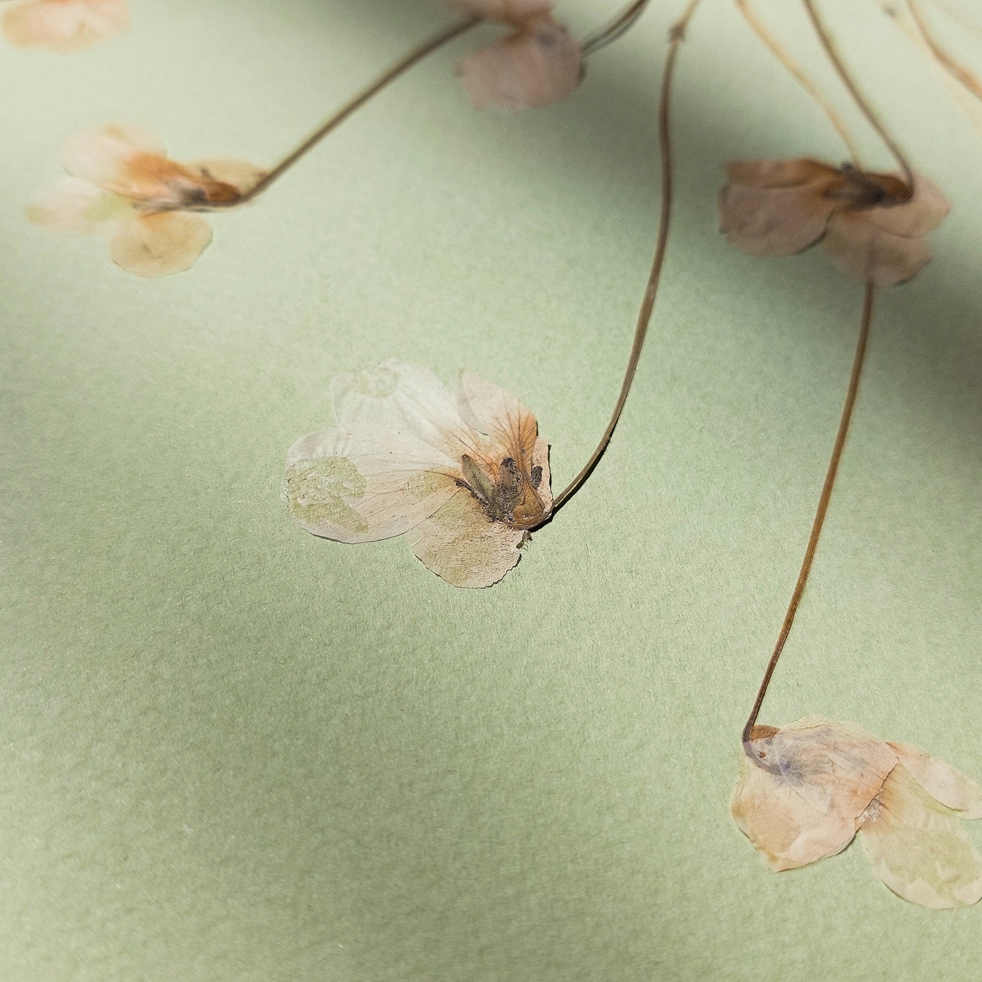 Neutral Lime Cream Paper and White Violet Dried Flowers wall hanging