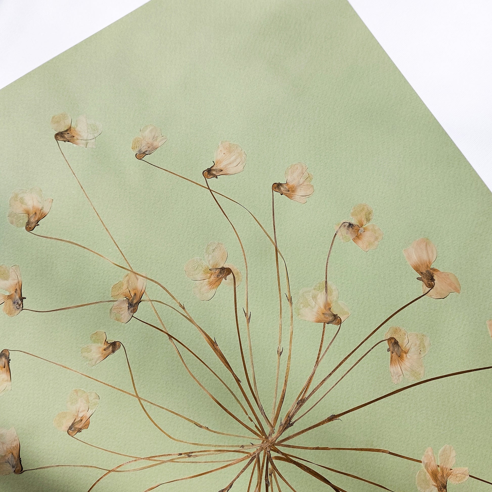 Neutral Lime Cream Paper and White Violet Dried Flowers wall hanging hostess gift, home gift unique, Herbarium art, heirloom gift, handmade gift for women, handmade gift for the home, grandmother gift, grandma gift, going away gift for coworker, godparent gift, godmother gift, girlfriend gift, gift for the home, gift for best friend female, framed, foraged wall art, Flower wall art, Floral wall art, Farmhouse wall decor, farm kitchen wall art, farm decor, easter gift, dried pressed flower art