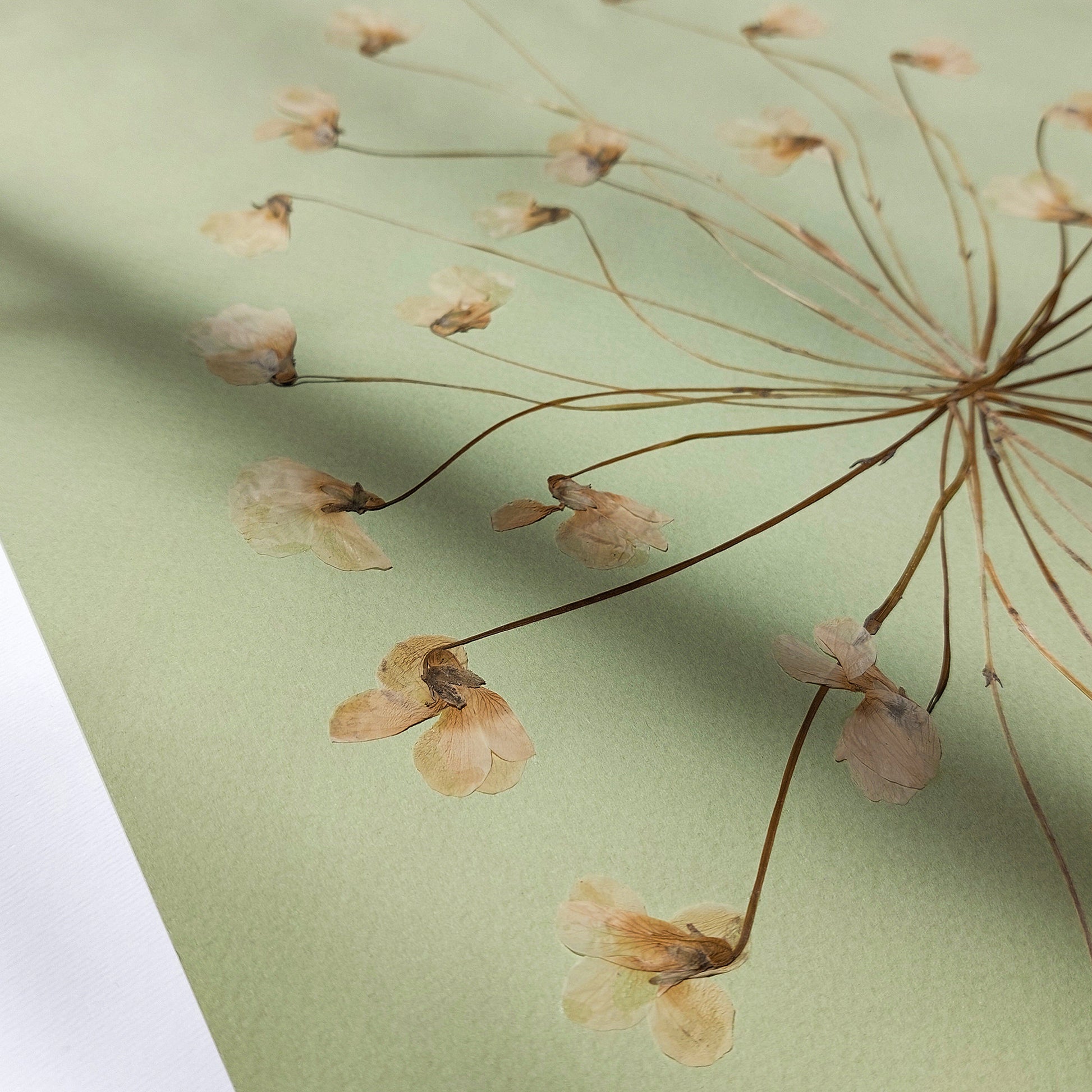 Neutral Lime Cream Paper and White Violet Dried Flowers wall hanging  unique wall art, trendy wall art, thank you gift boss, teacher appreciation gift, Summer wall art, Spring wall art, sister in law gift, shelf decor, self gift, rustic wall art, retirement gift, realtor closing gift, pressed plants art, pressed leaves art, Pressed flower art, Plant print, plant lover gift, original artwork, one of a kind, nurse gift, niece gift from aunt, new mom gift, new job gift, New home gift, new grandma gift, new