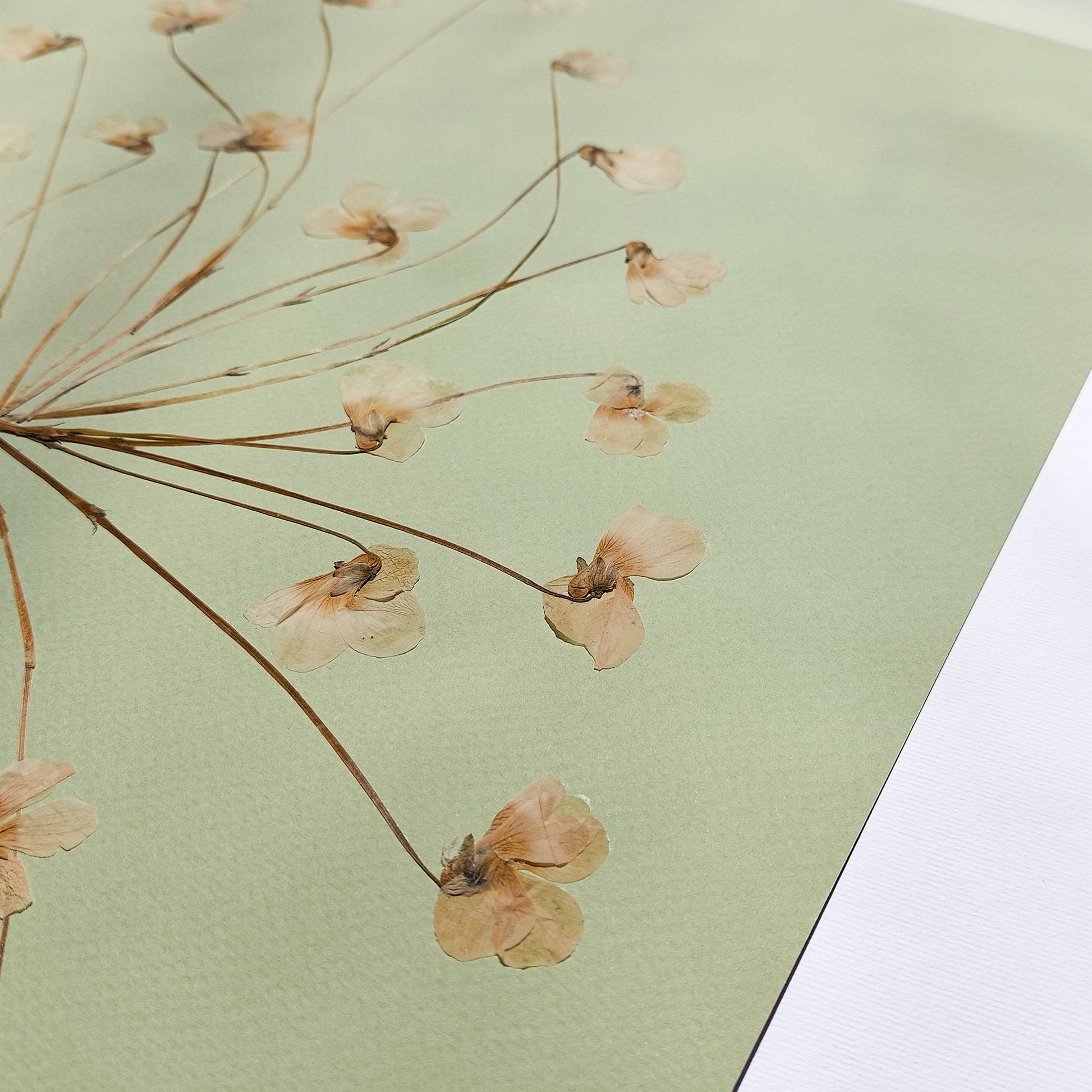 Neutral Lime Cream Paper and White Violet Dried Flowers wall hanging