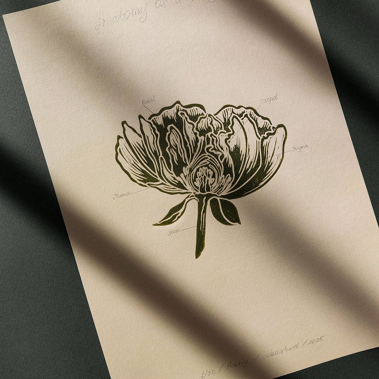 Vintage Anatomy Peony Flower Linocut Print Sage Green Botanical Original Artwork Chateaucore Bedroom Wall Art Decor Educational Nature Gift
handmade gift for women handmade gift for the home grandmother gift grandma gift going away gift for coworker godparent gift godmother gift girlfriend gift gift for the home gift for best friend female foraged wall art Floral wall art Farmhouse wall decor farm kitchen wall art entryway wall art dorm